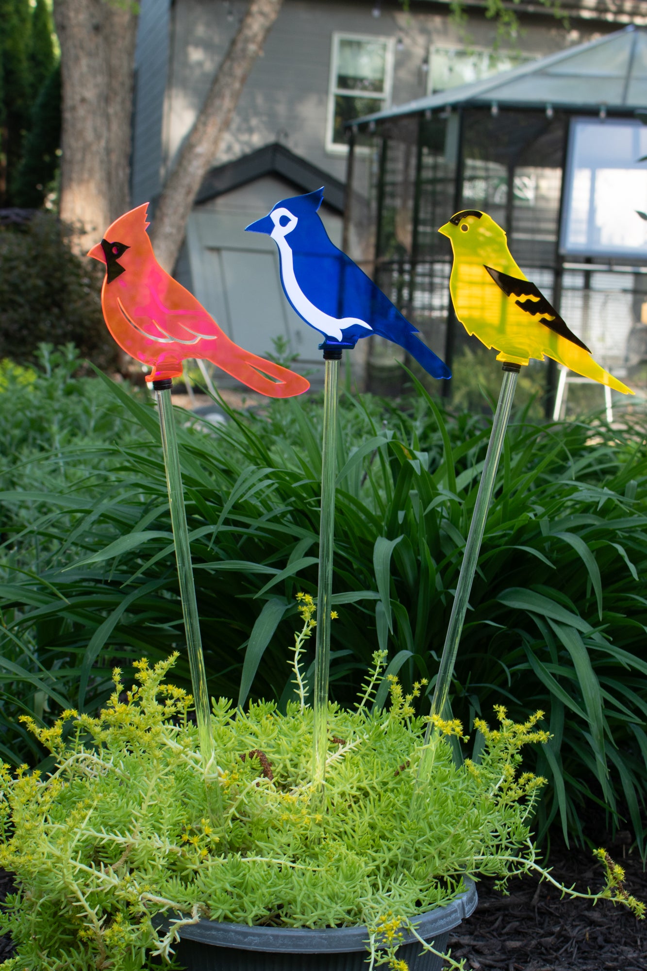 Blue Jay stake