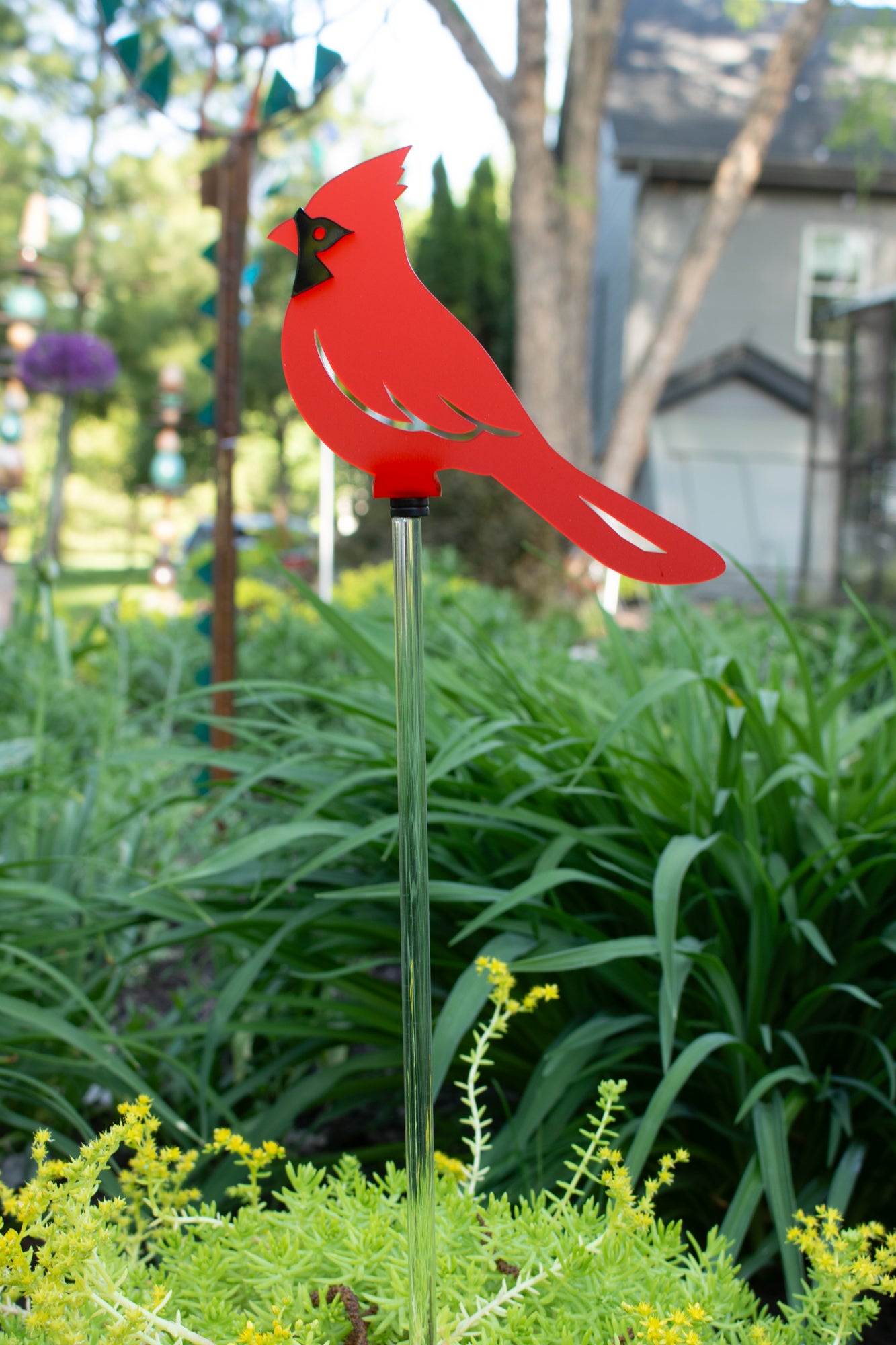 Cardinal - Frosted Red