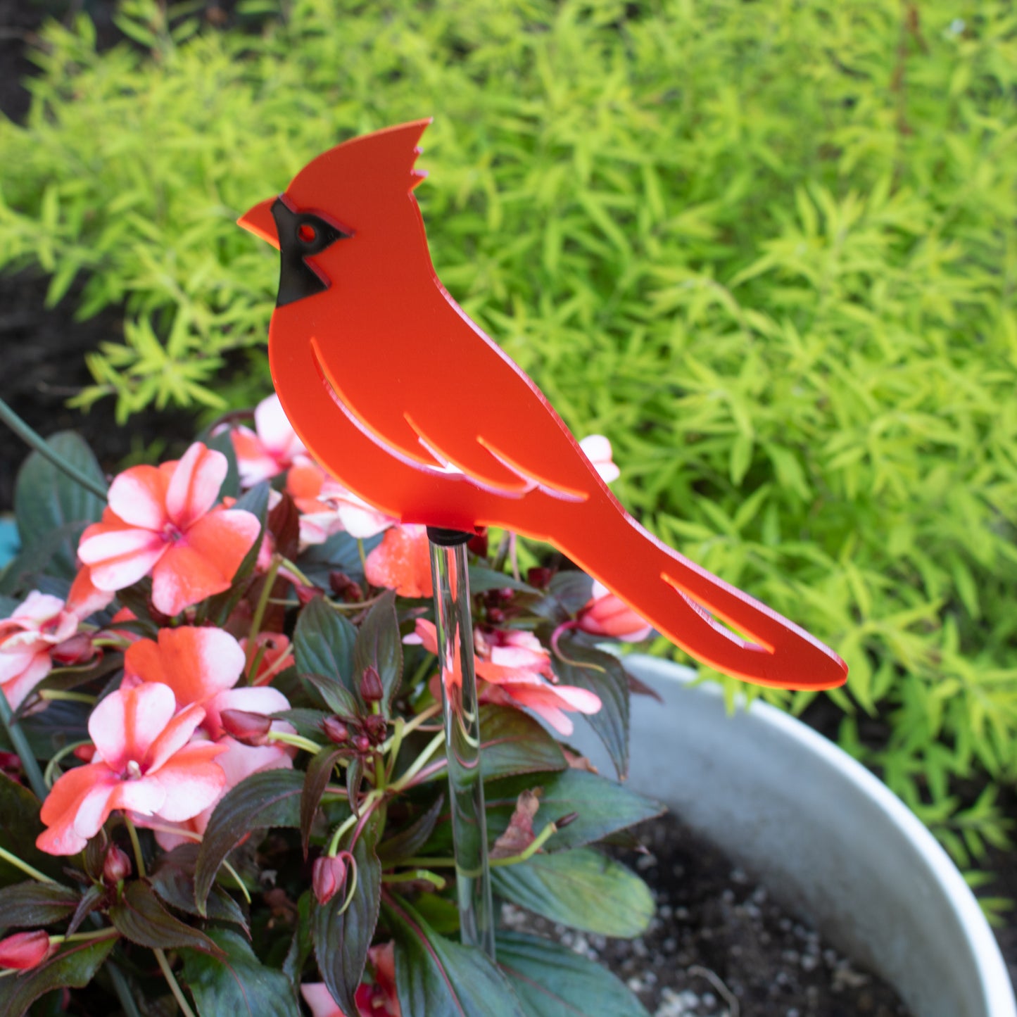 Cardinal - Frosted Red