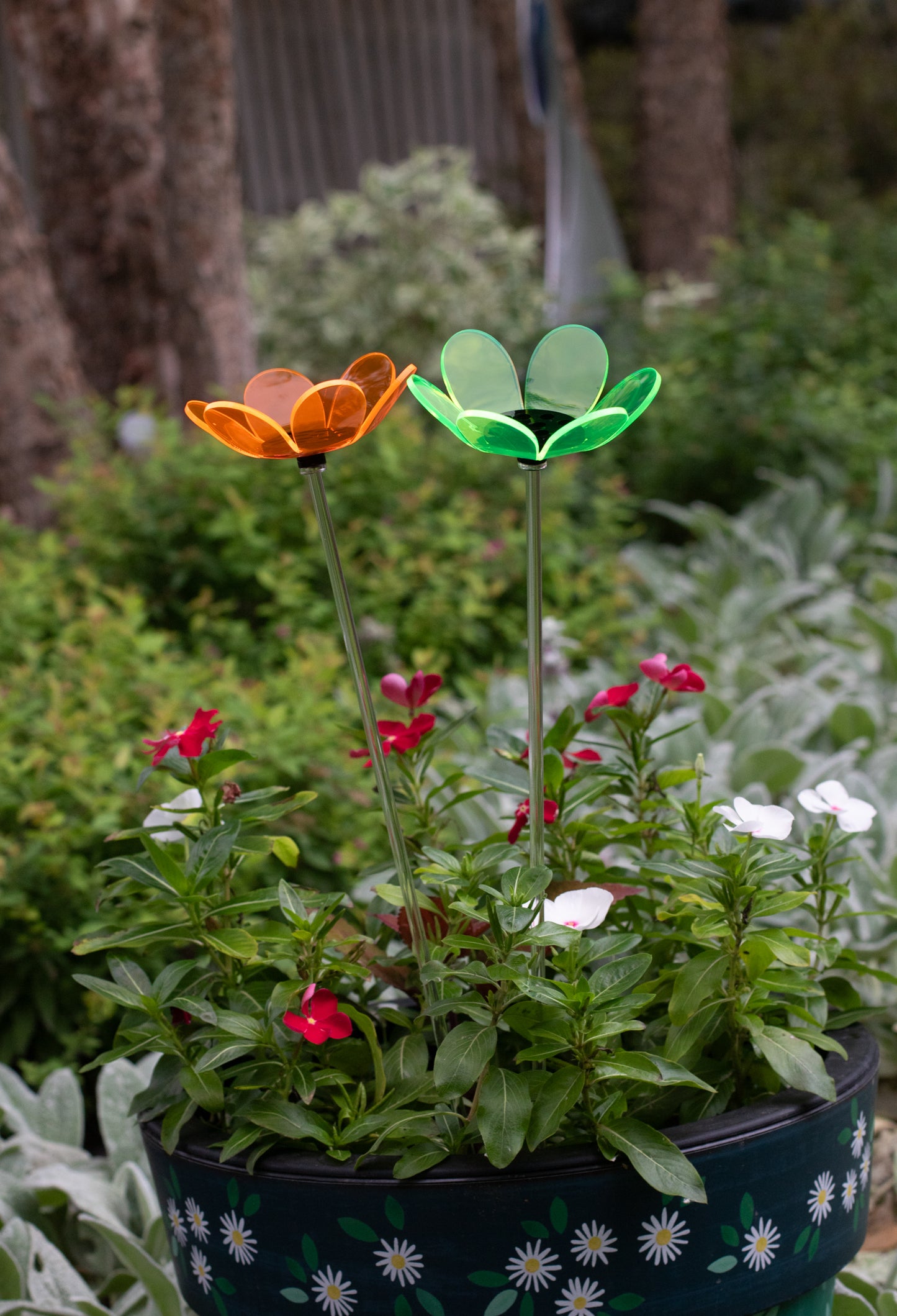 Daisy - Multi color options