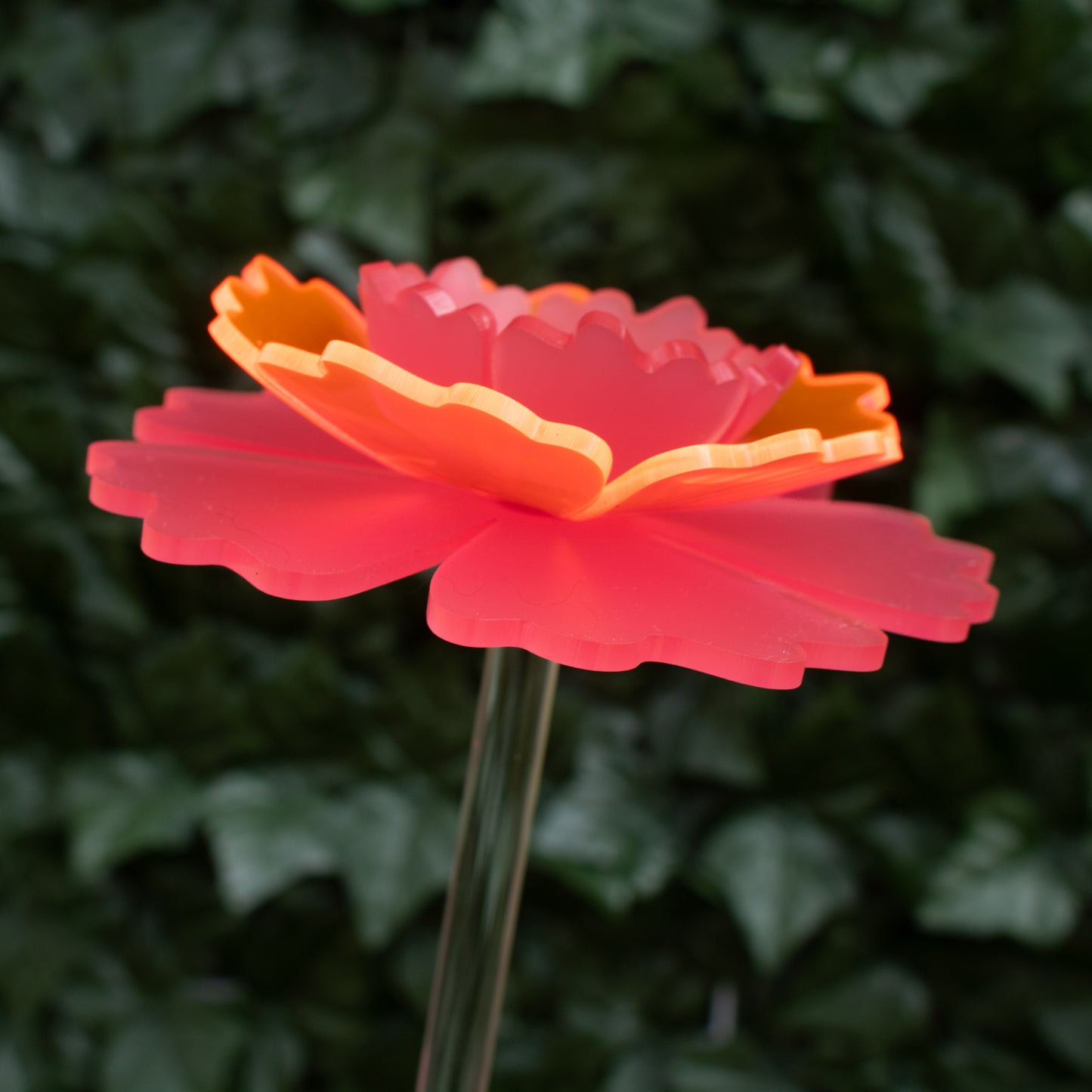 Mother's Day Carnation - 2025 Limited Edition