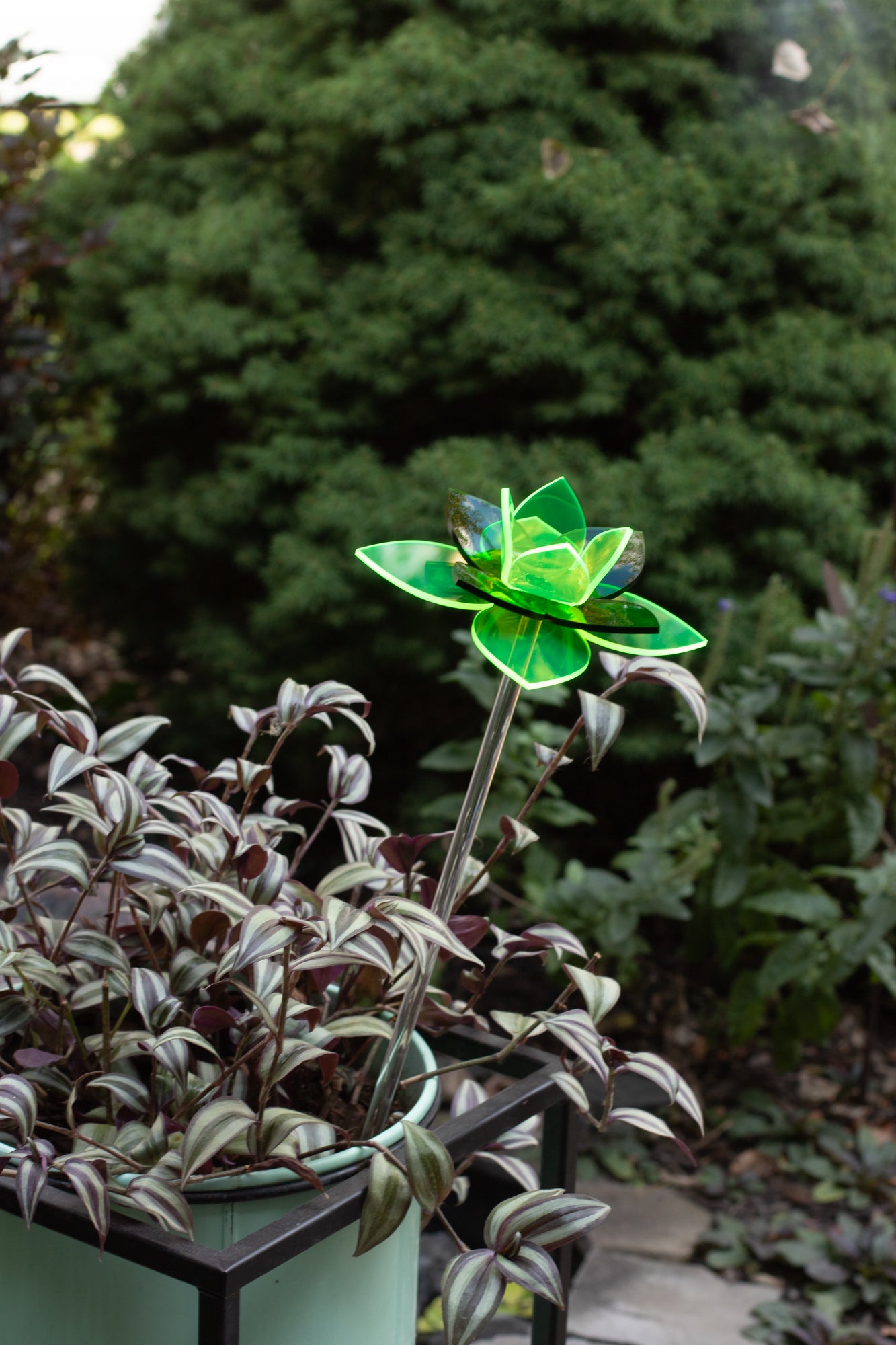 Green Daffodil