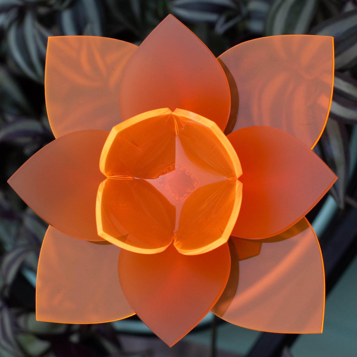 Orange Daffodil