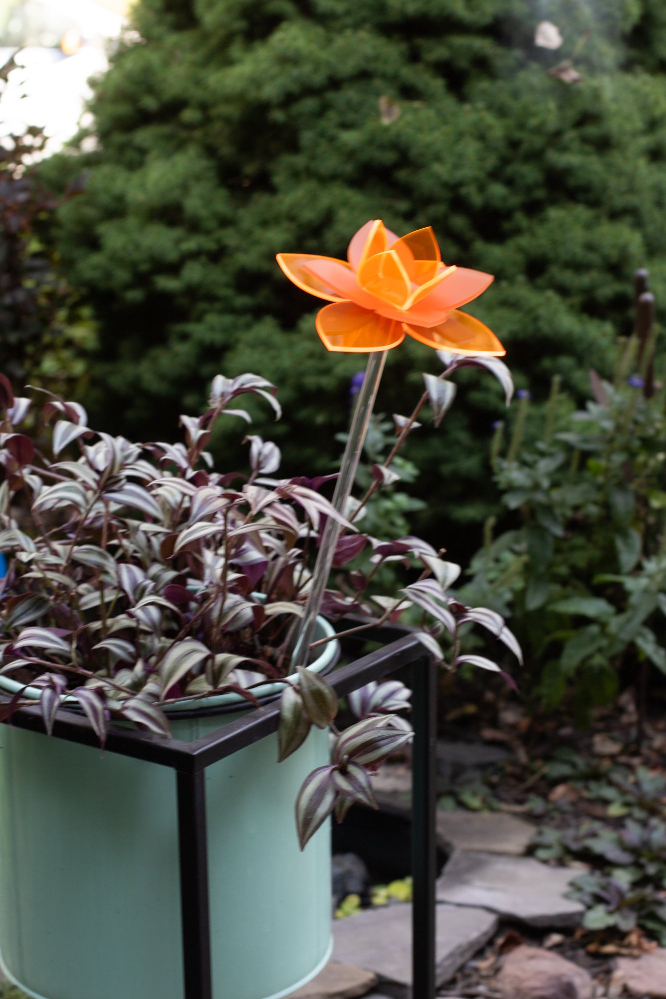 Orange Daffodil