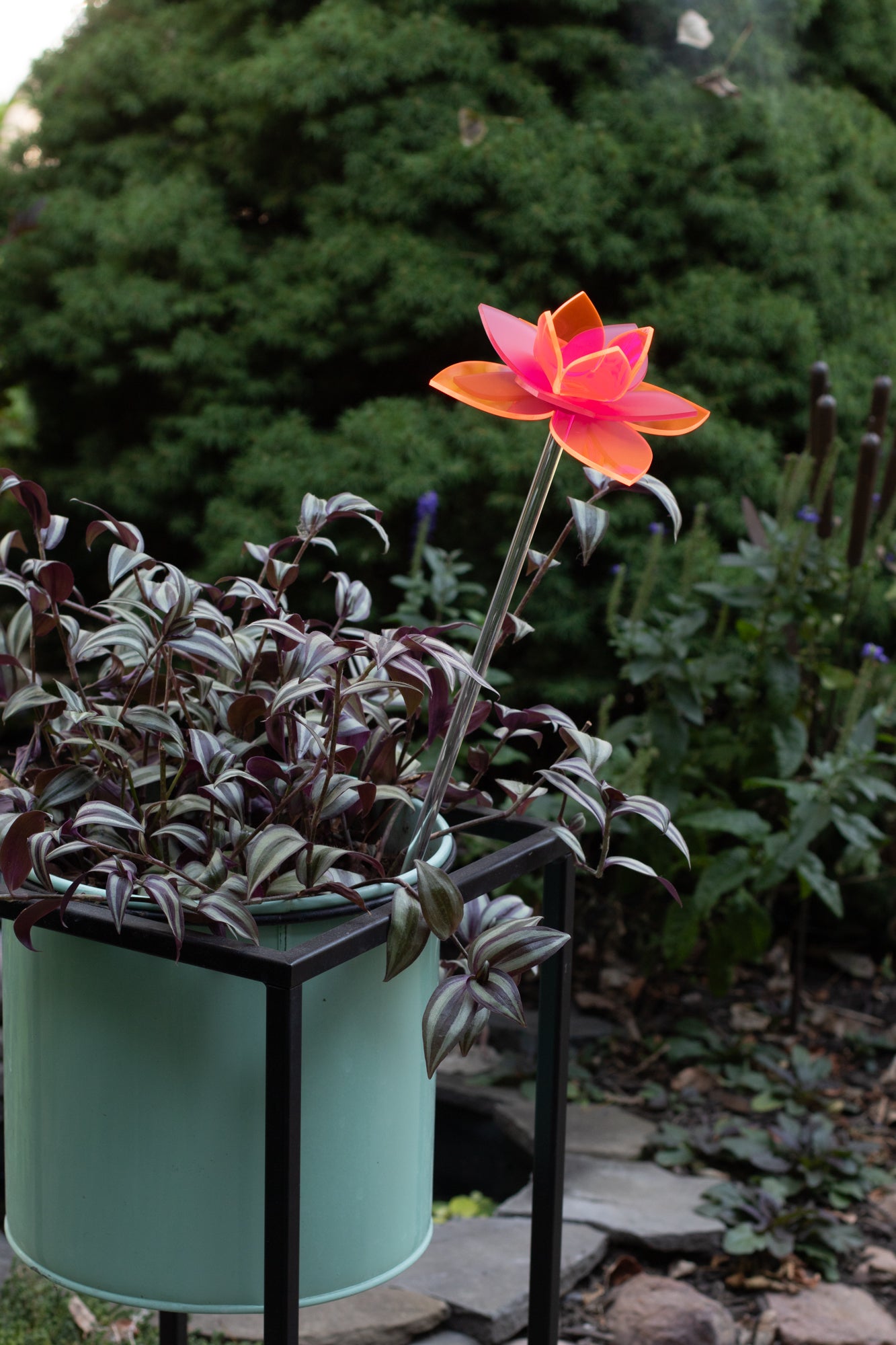 Pink Daffodil