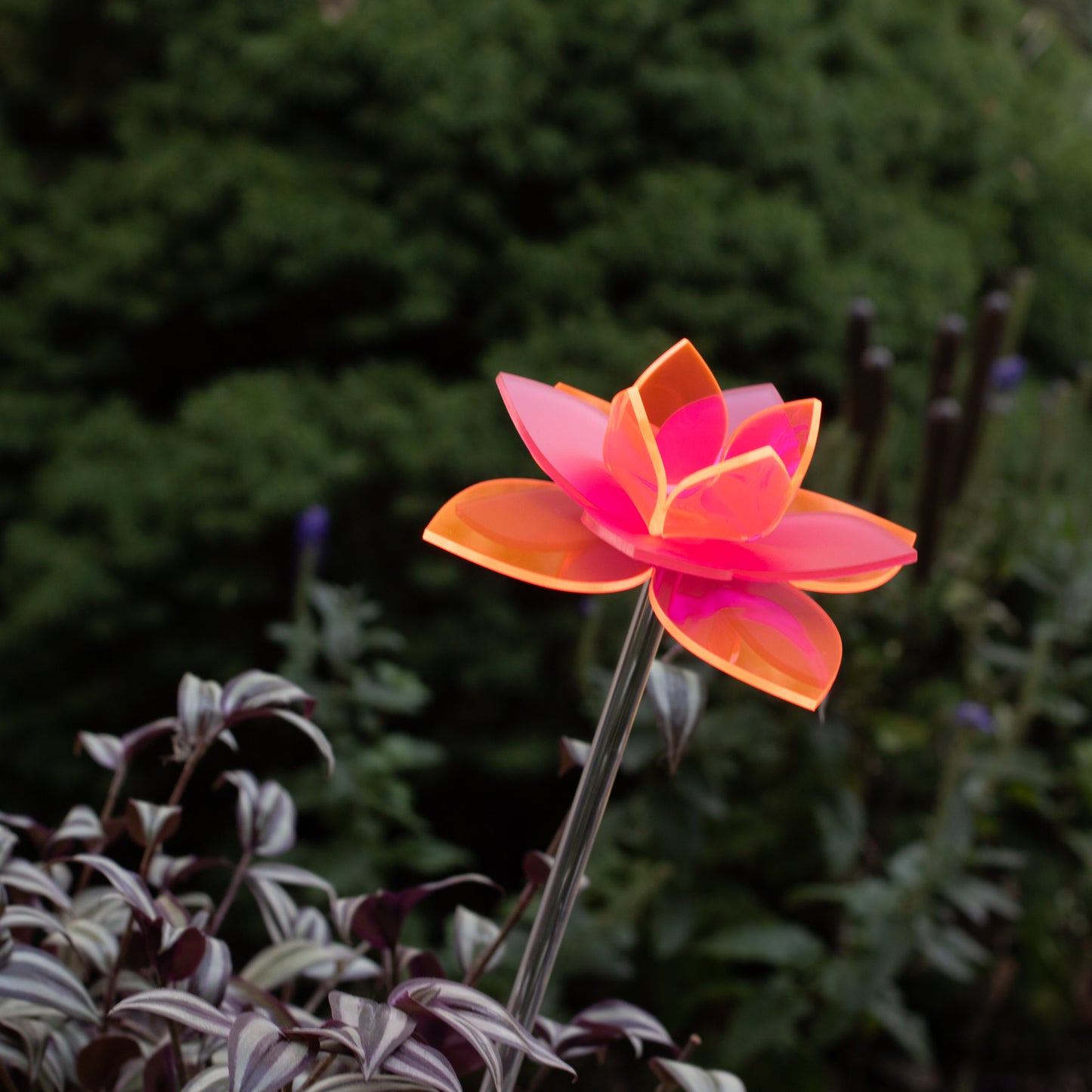 Pink Daffodil