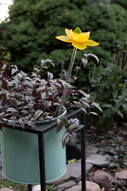 Yellow Daffodil