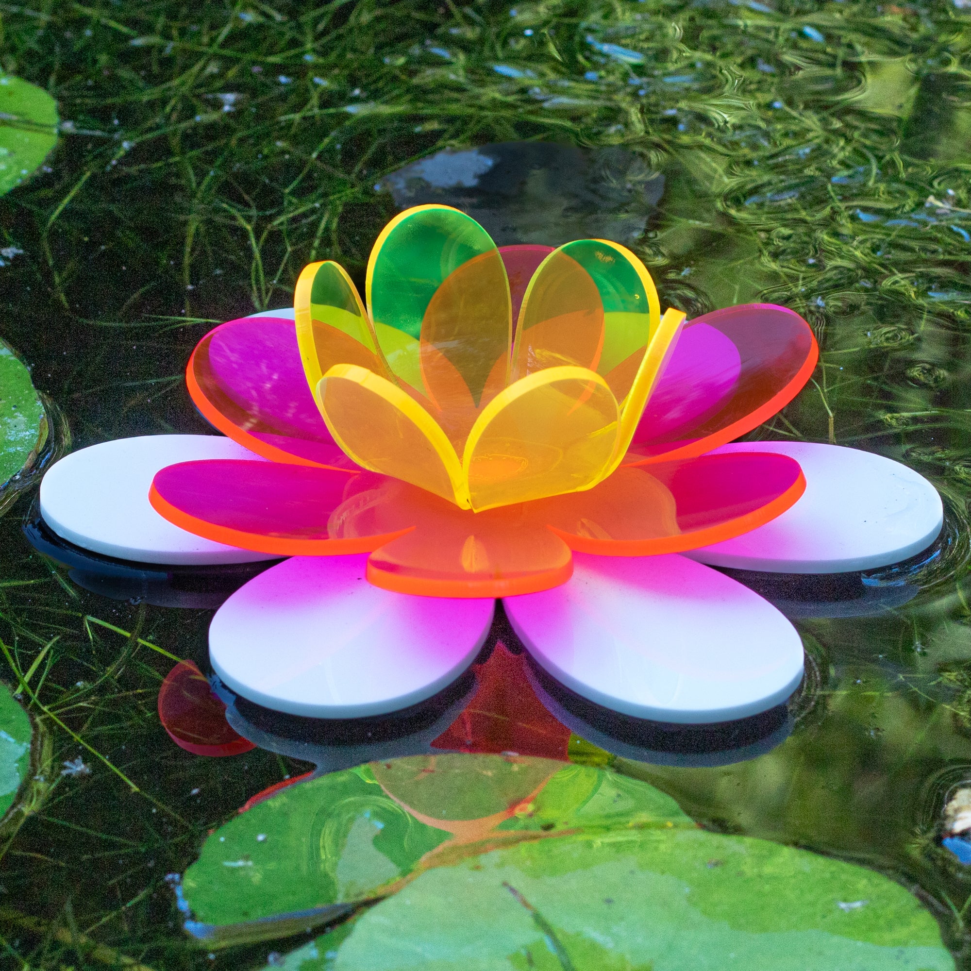 Floating Flowers Fluorescents The Colored Petal