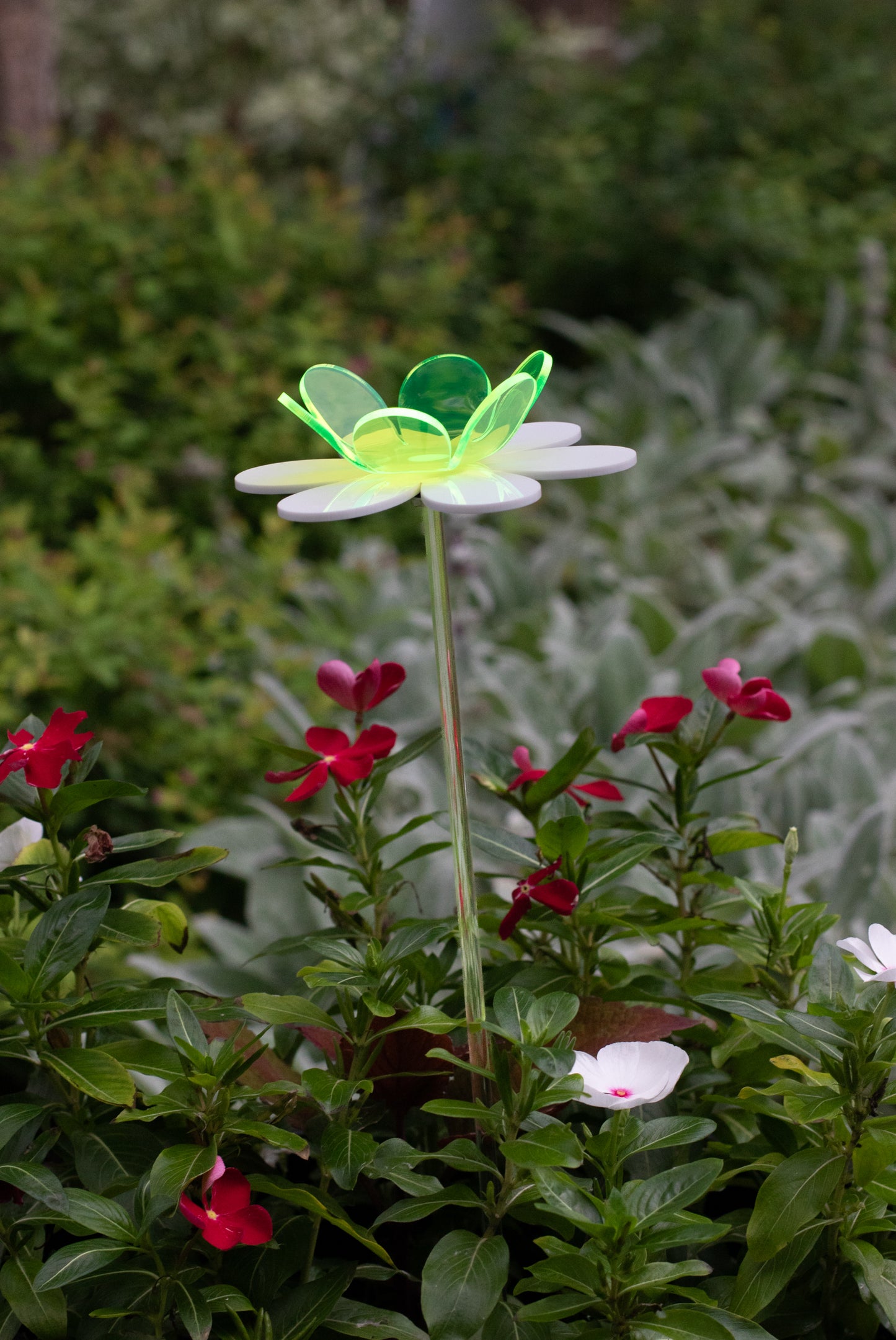 Double Daisy - Green & White