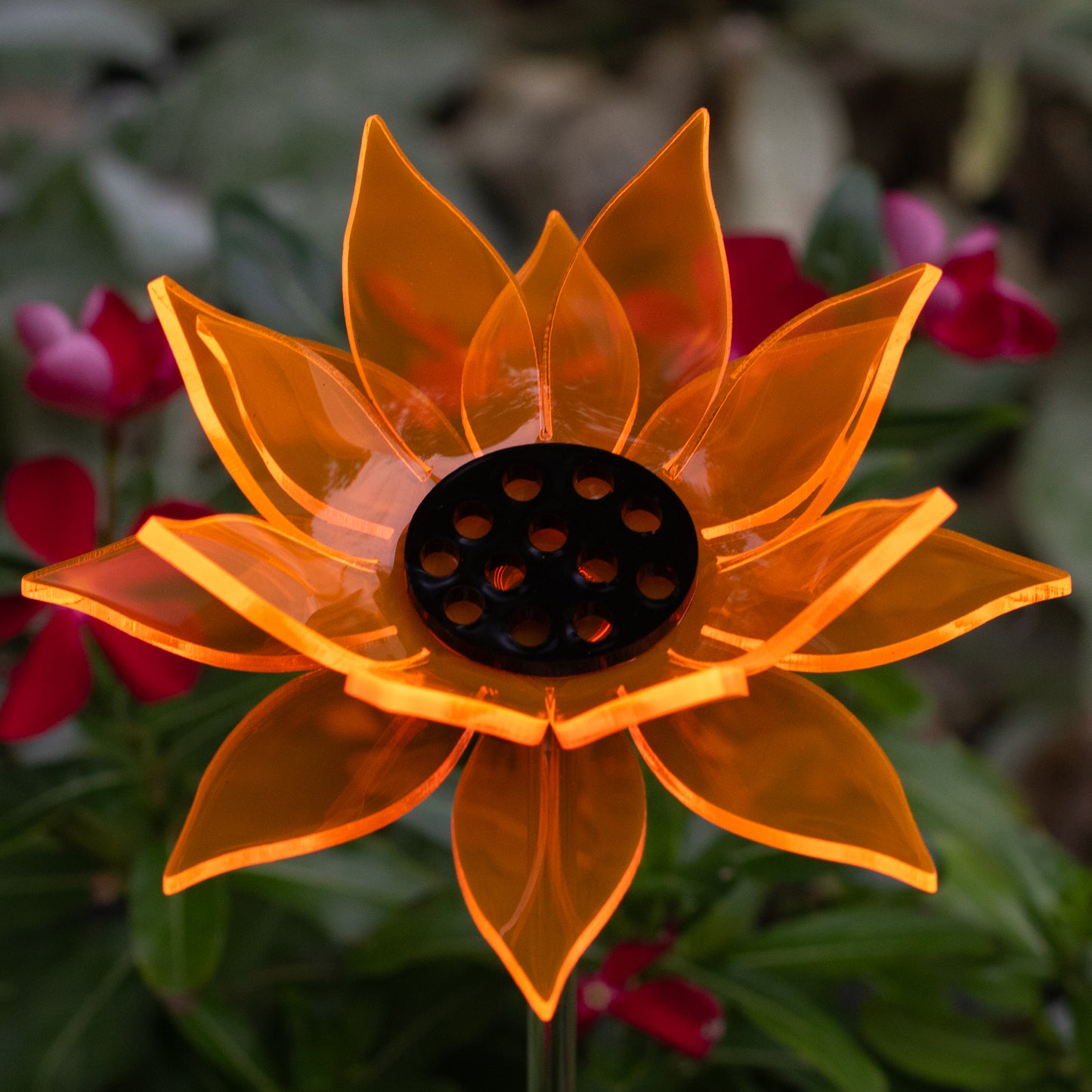 Orange Sunflower