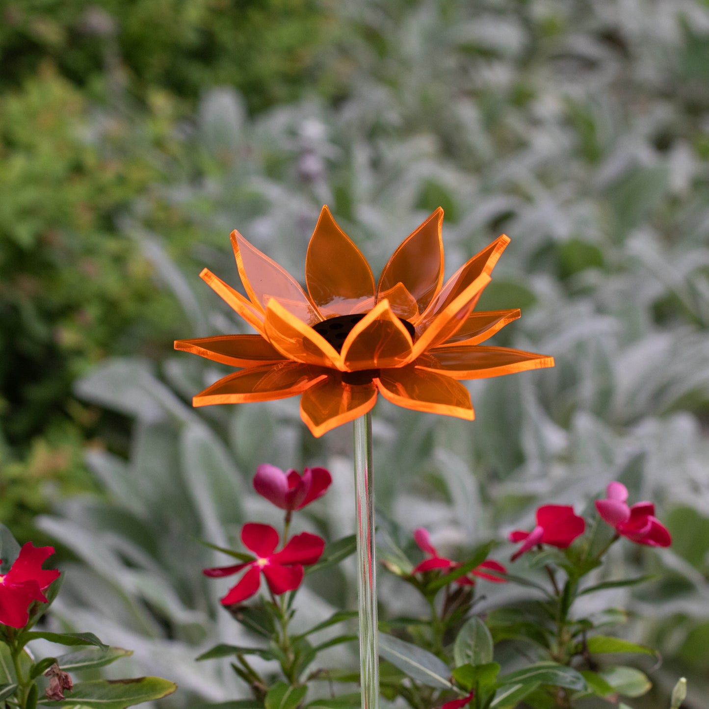 Orange Sunflower