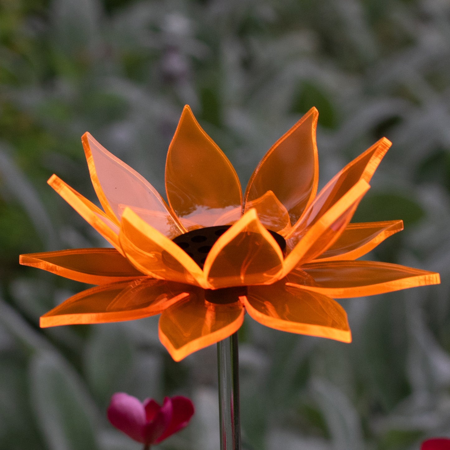 Orange Sunflower