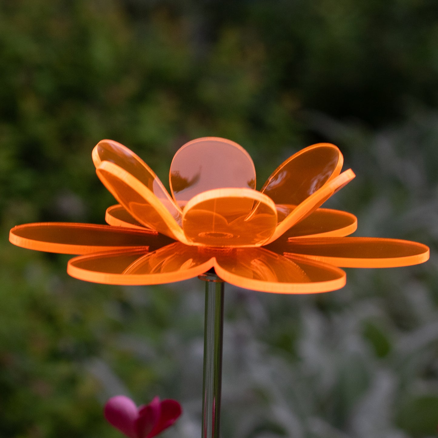 Double Daisy - All Orange