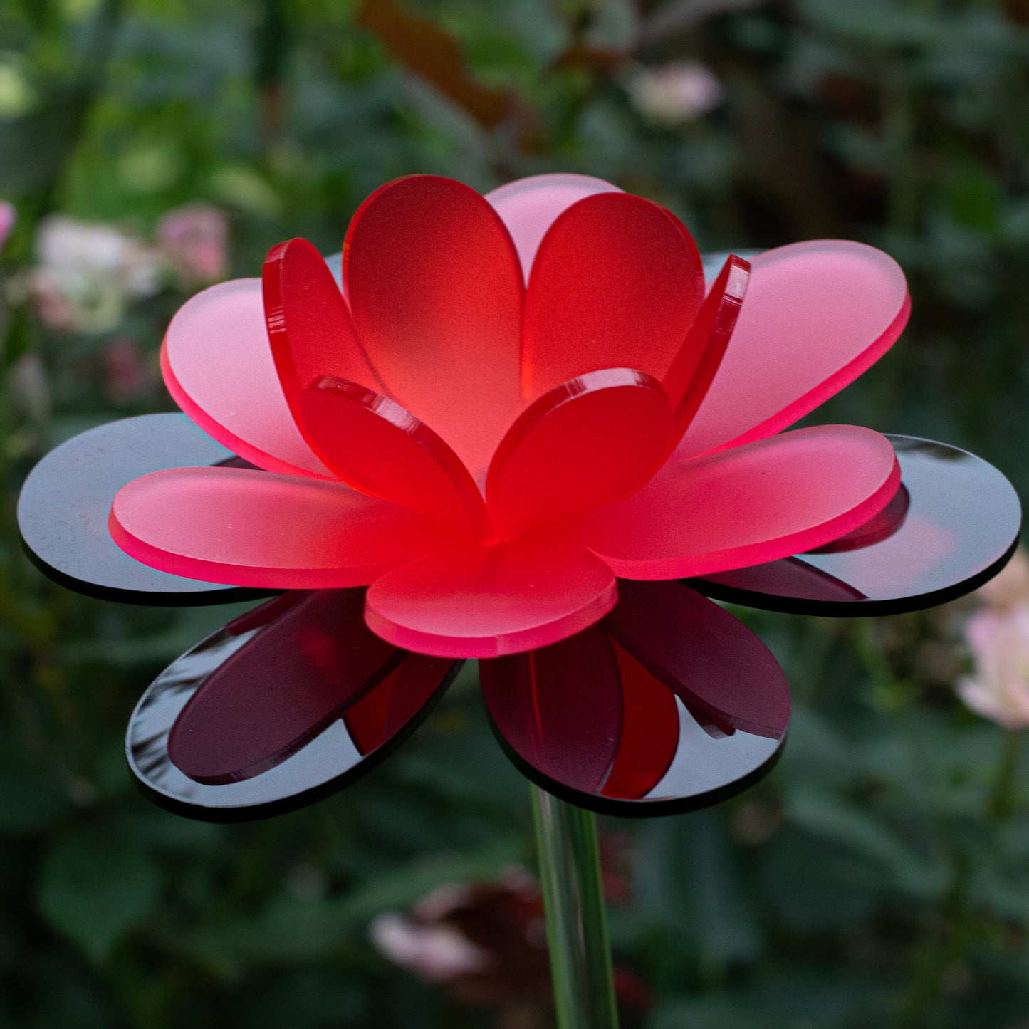 Ruby Lotus