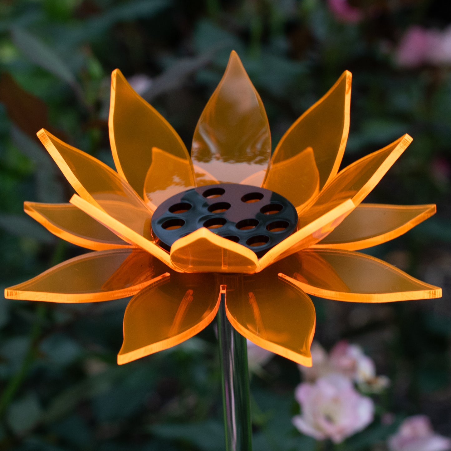 Orange Sunflower