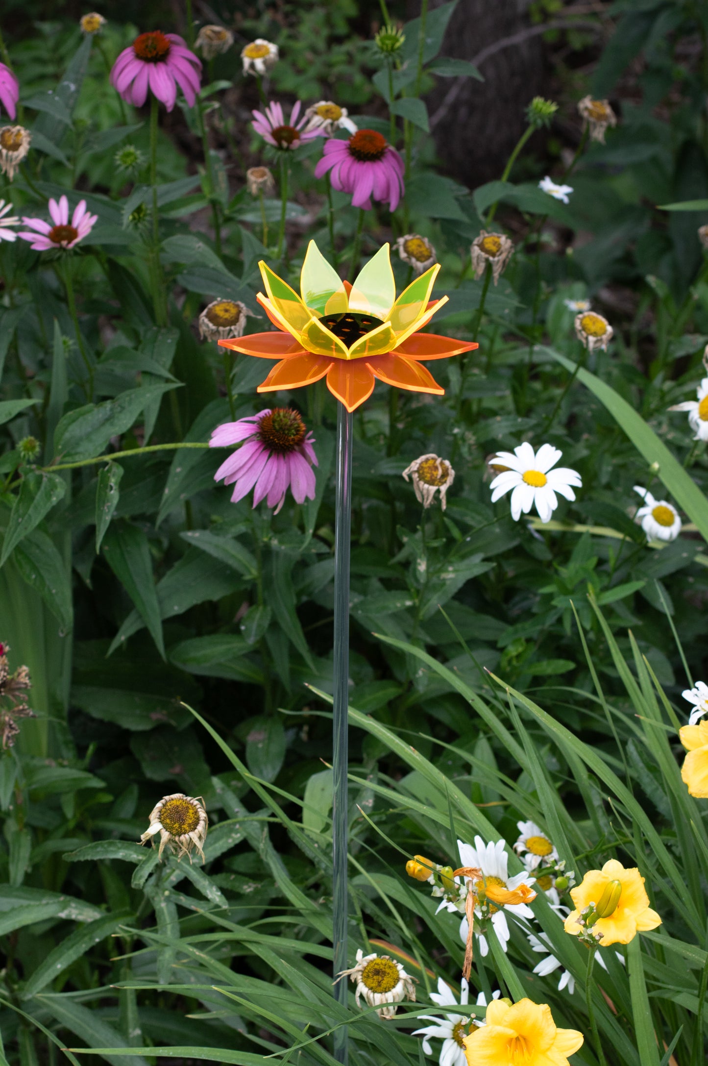 Color Blend Sunflower