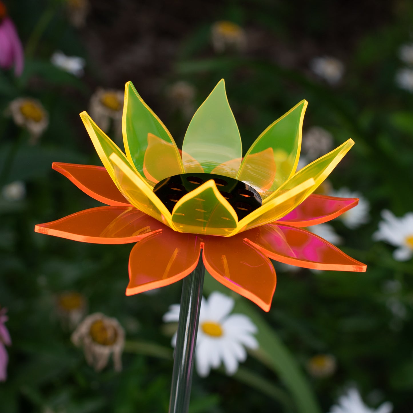 Color Blend Sunflower