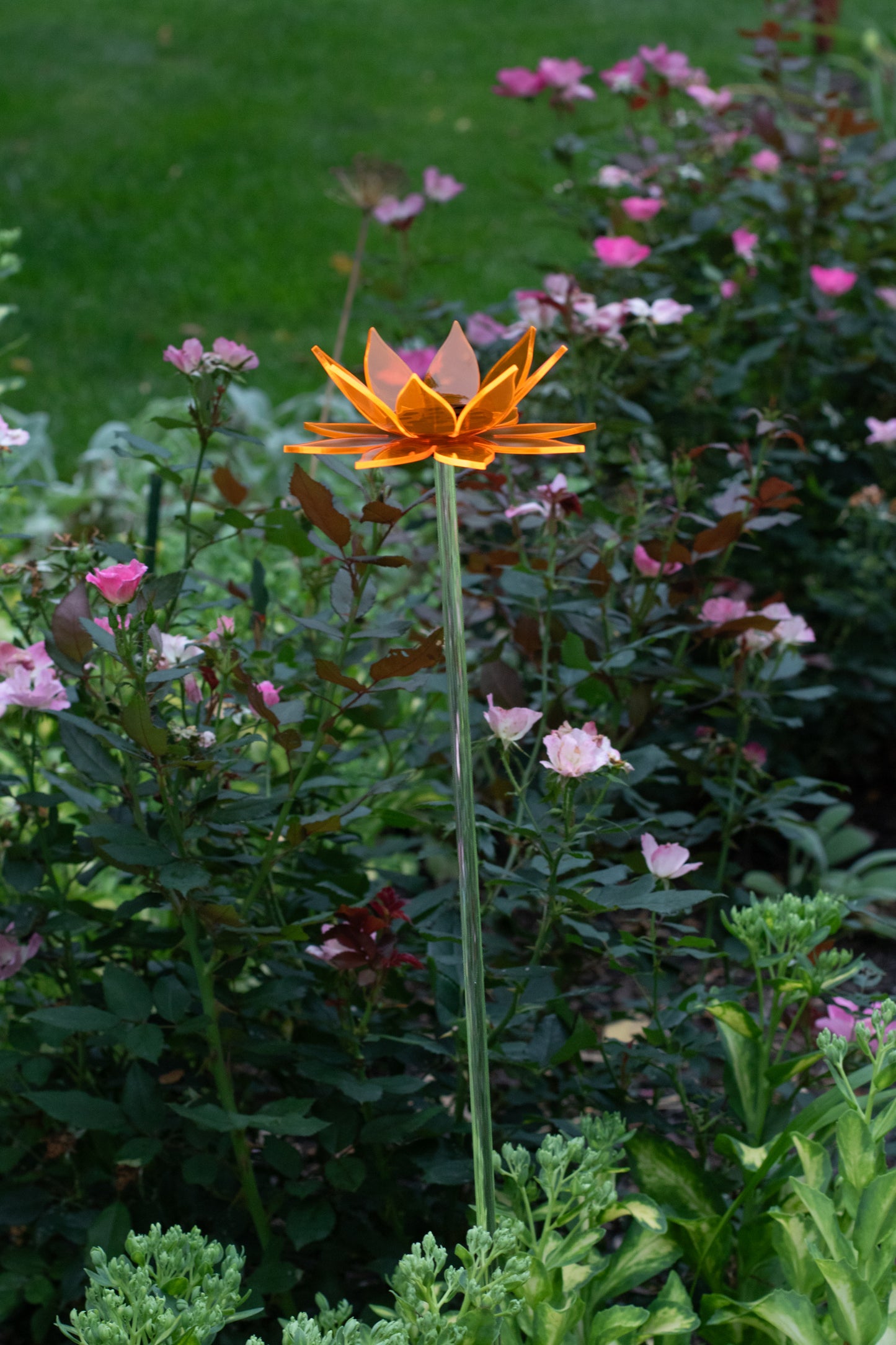 Orange Sunflower