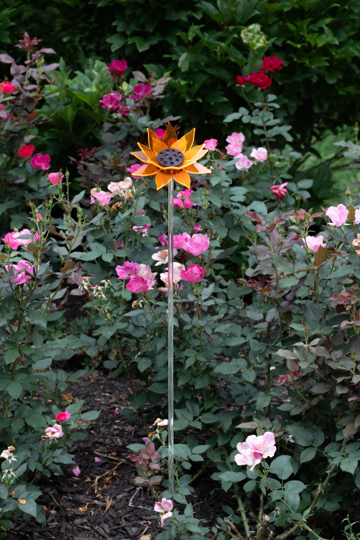 Orange Sunflower