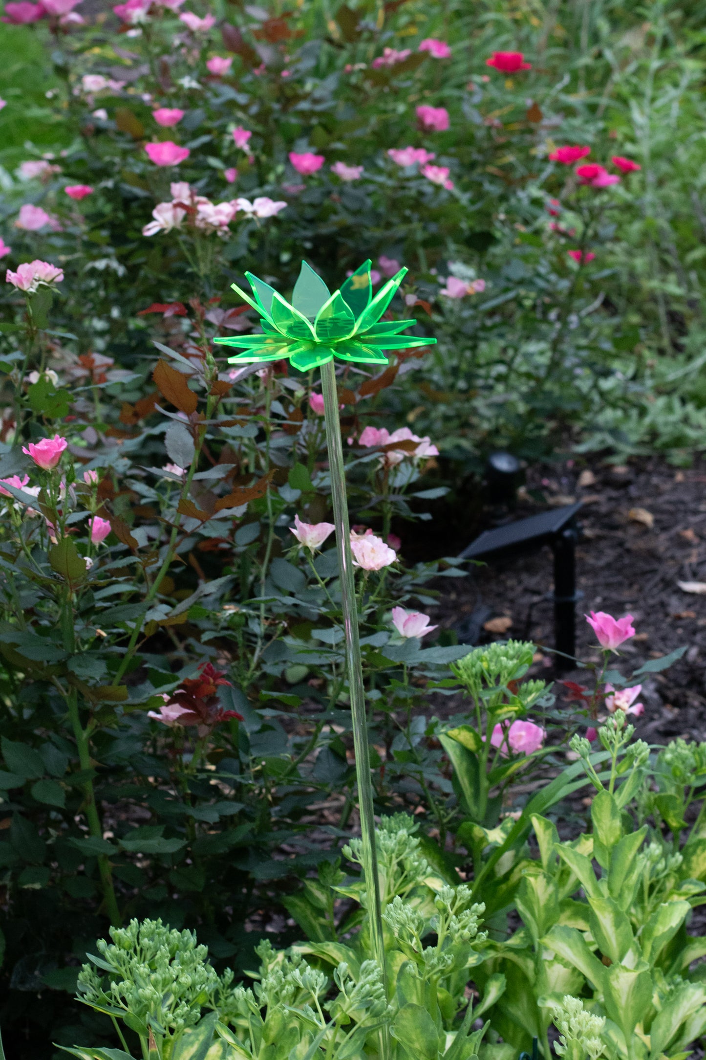 Green Sunflower