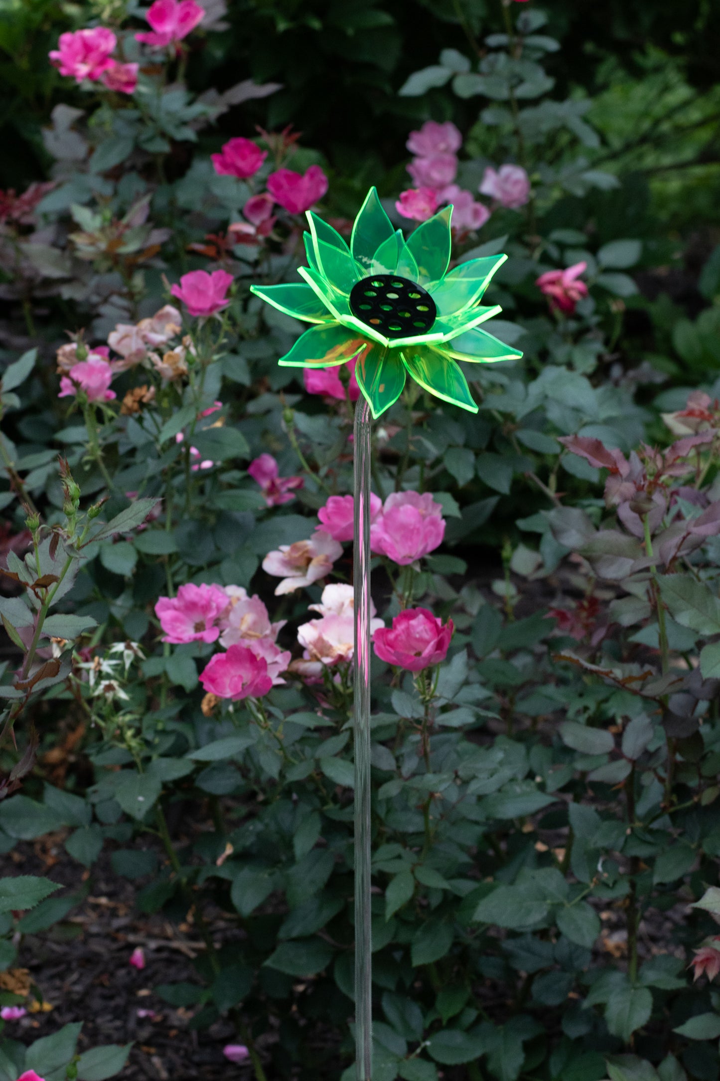 Green Sunflower