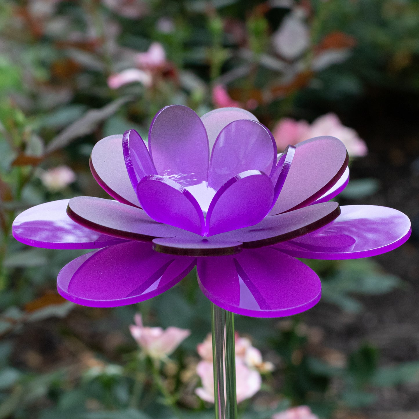 Lavender Lotus