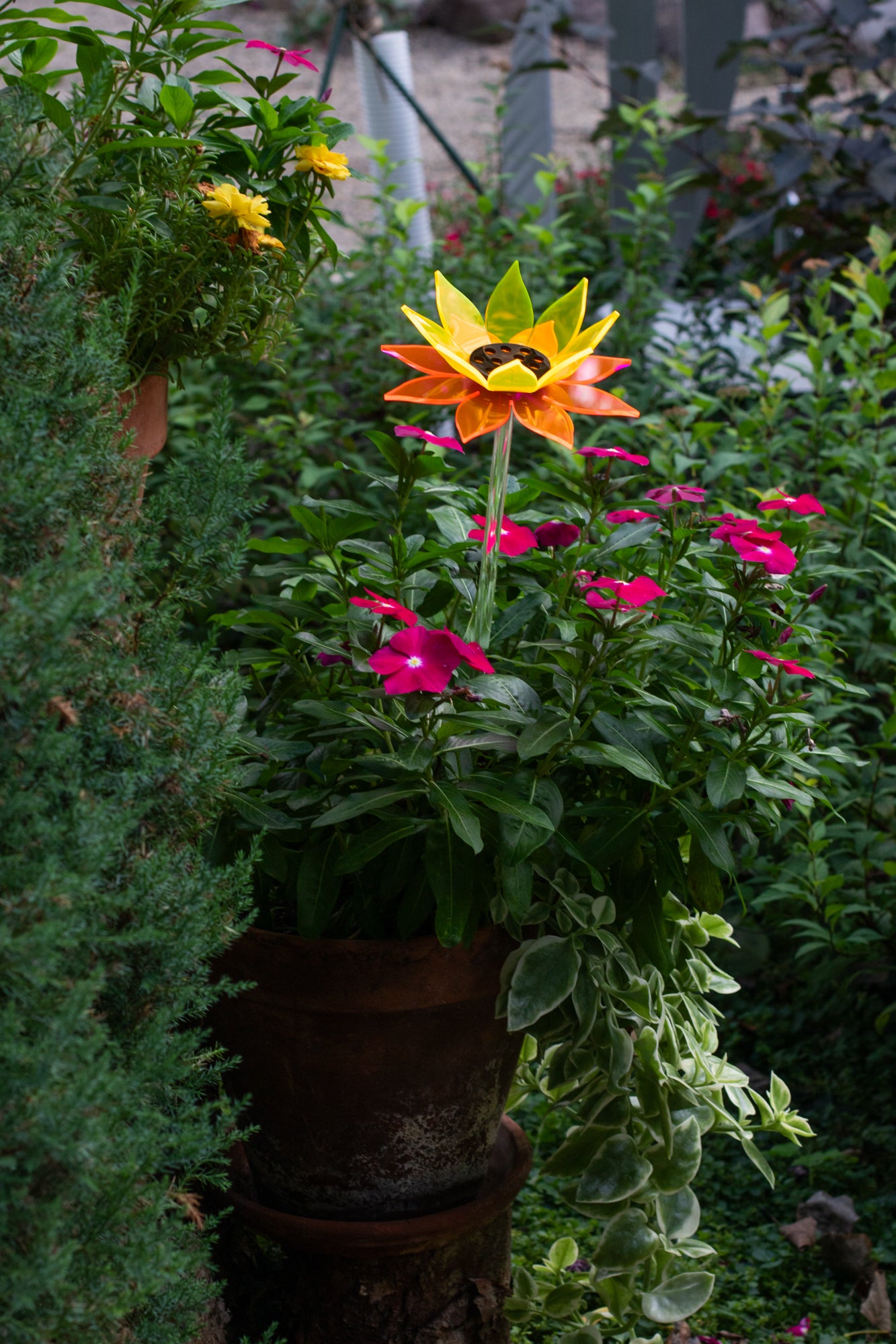 Color Blend Sunflower