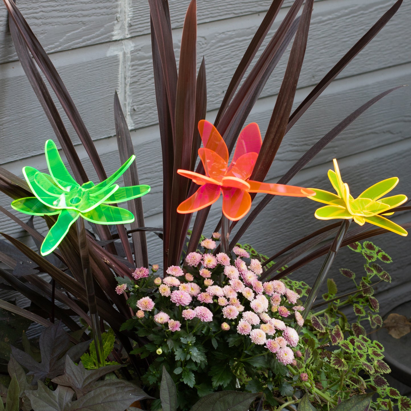 Dragonflies - Multi color options