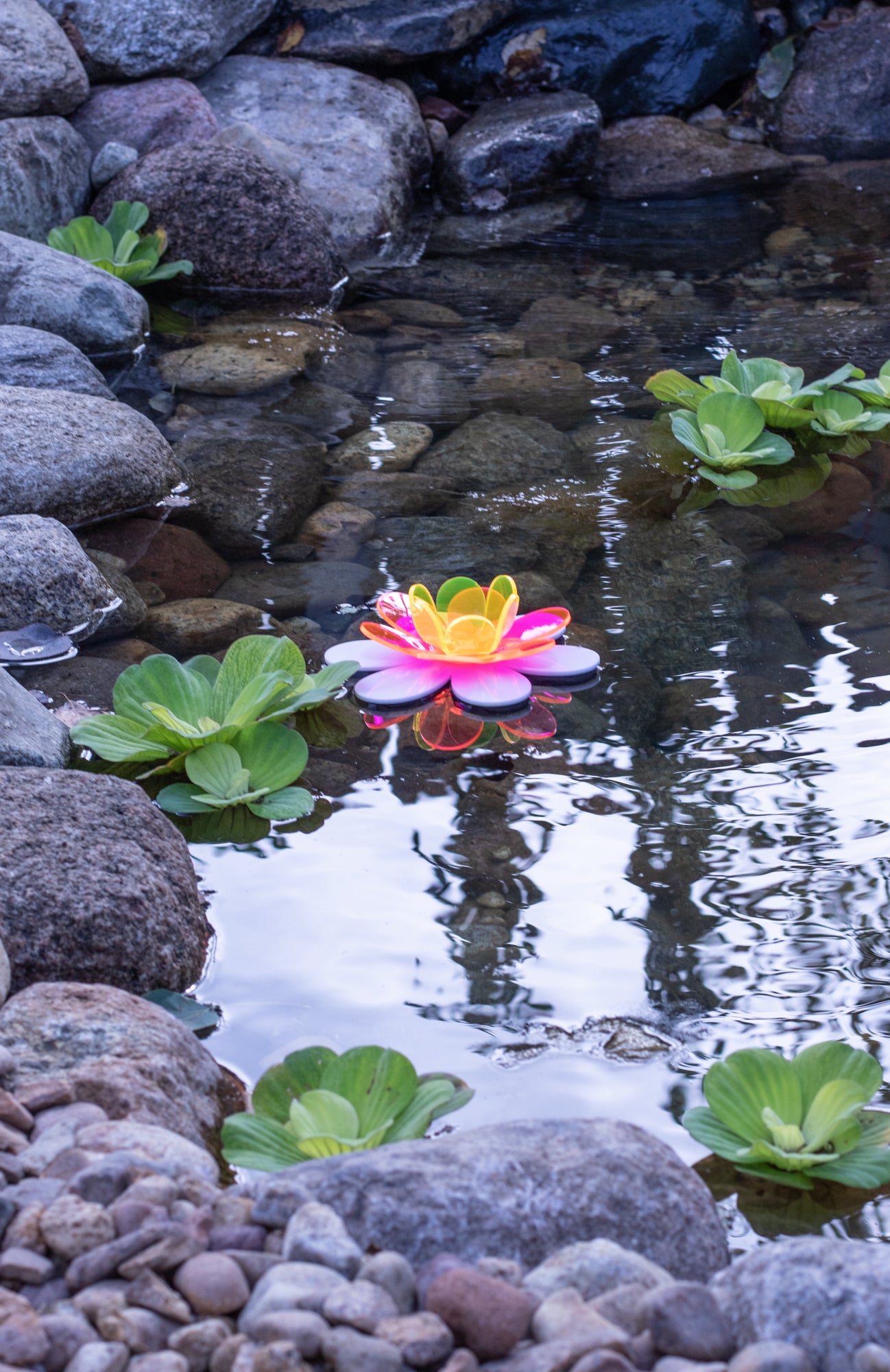 Floating Lotus - Pink & yellow