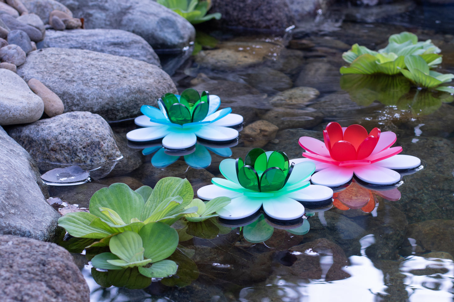 Floating Lotus - Peacock