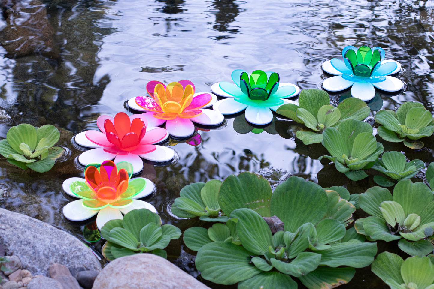 Floating Lotus - Green & pink