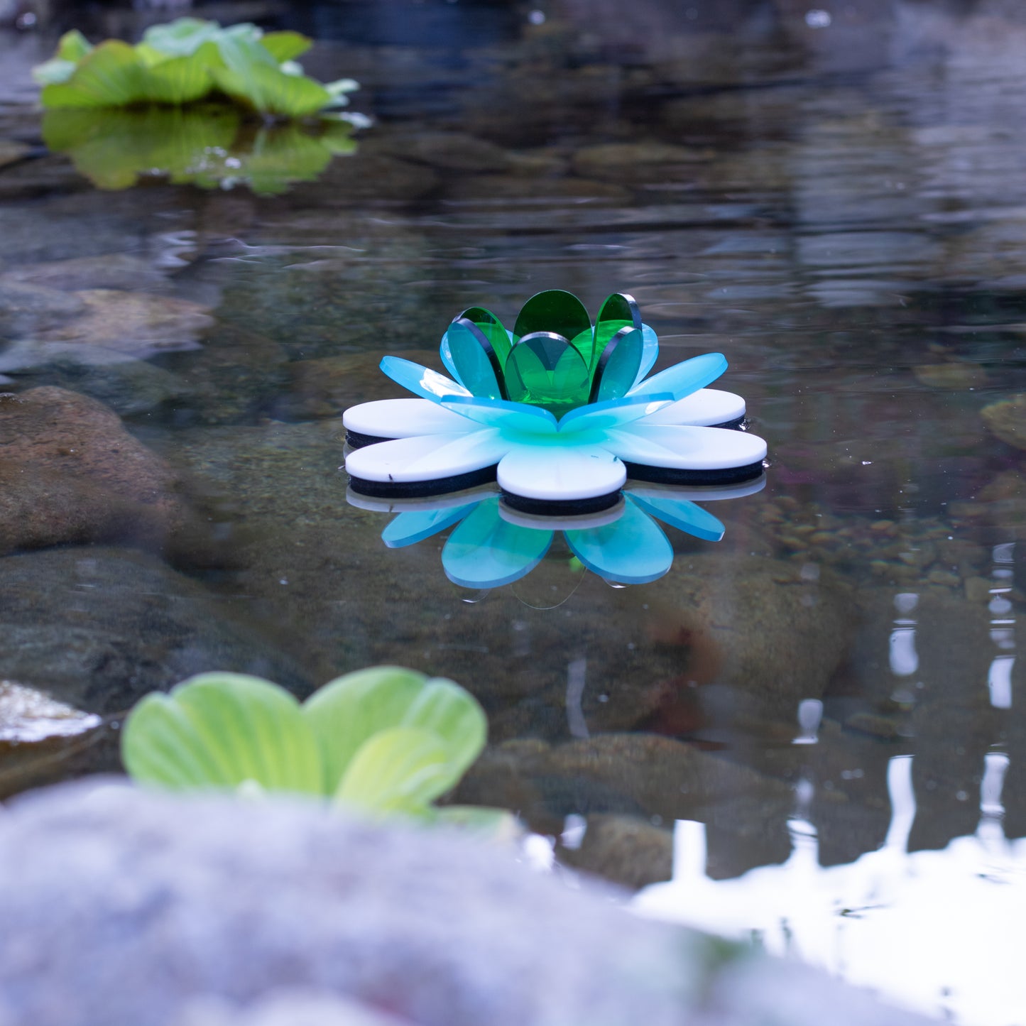 Floating Lotus - Peacock