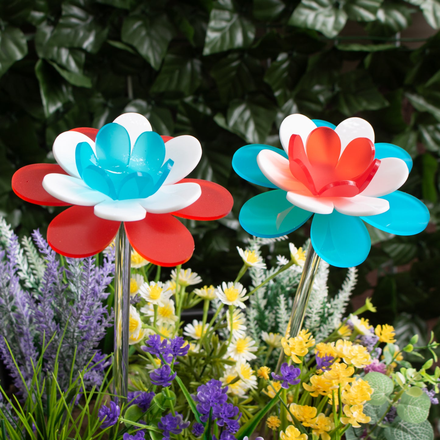 Patriotic Lotus