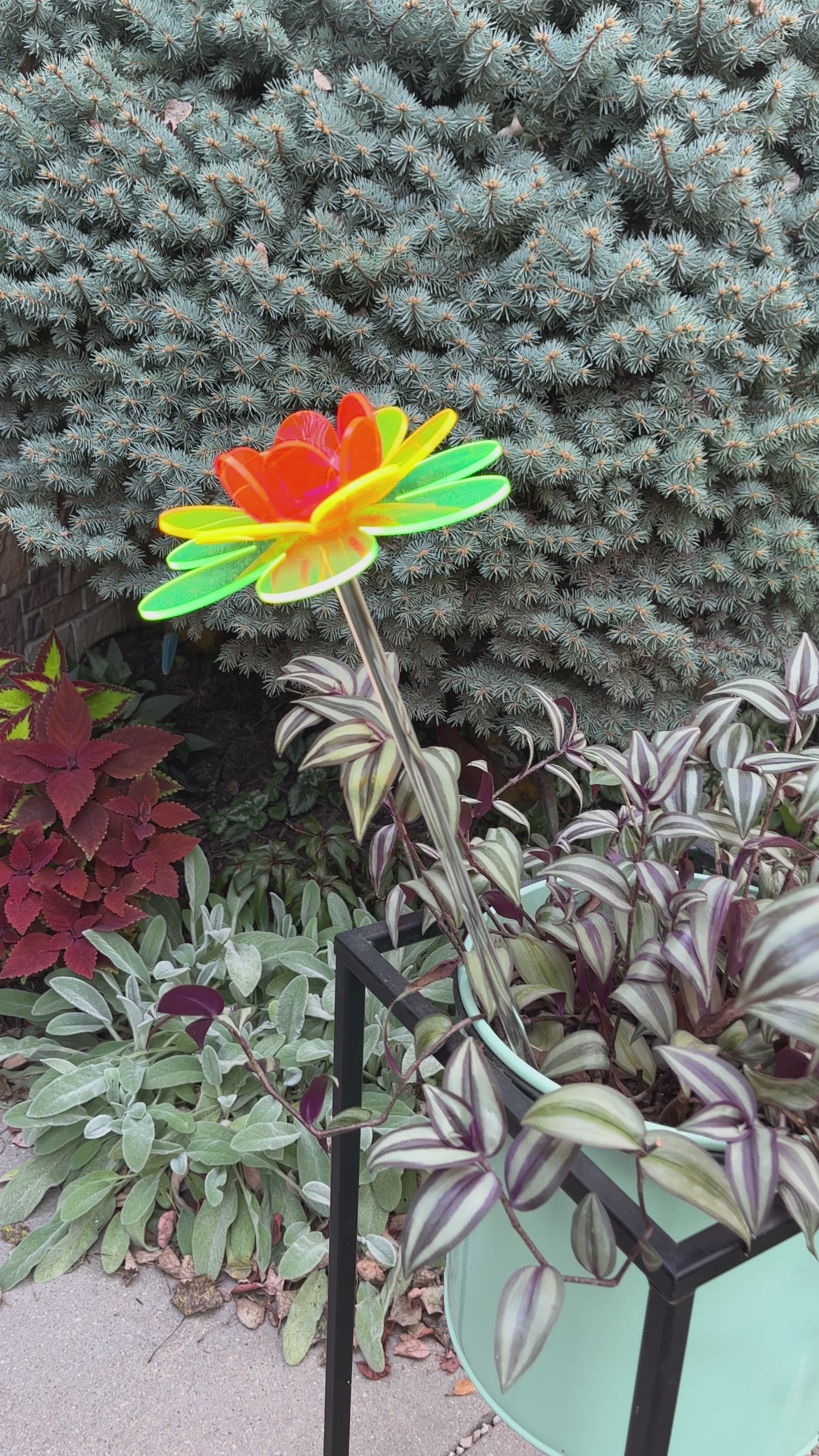 Lotus Petal 4枚セット Cosmos Lotus – The Colored Petal