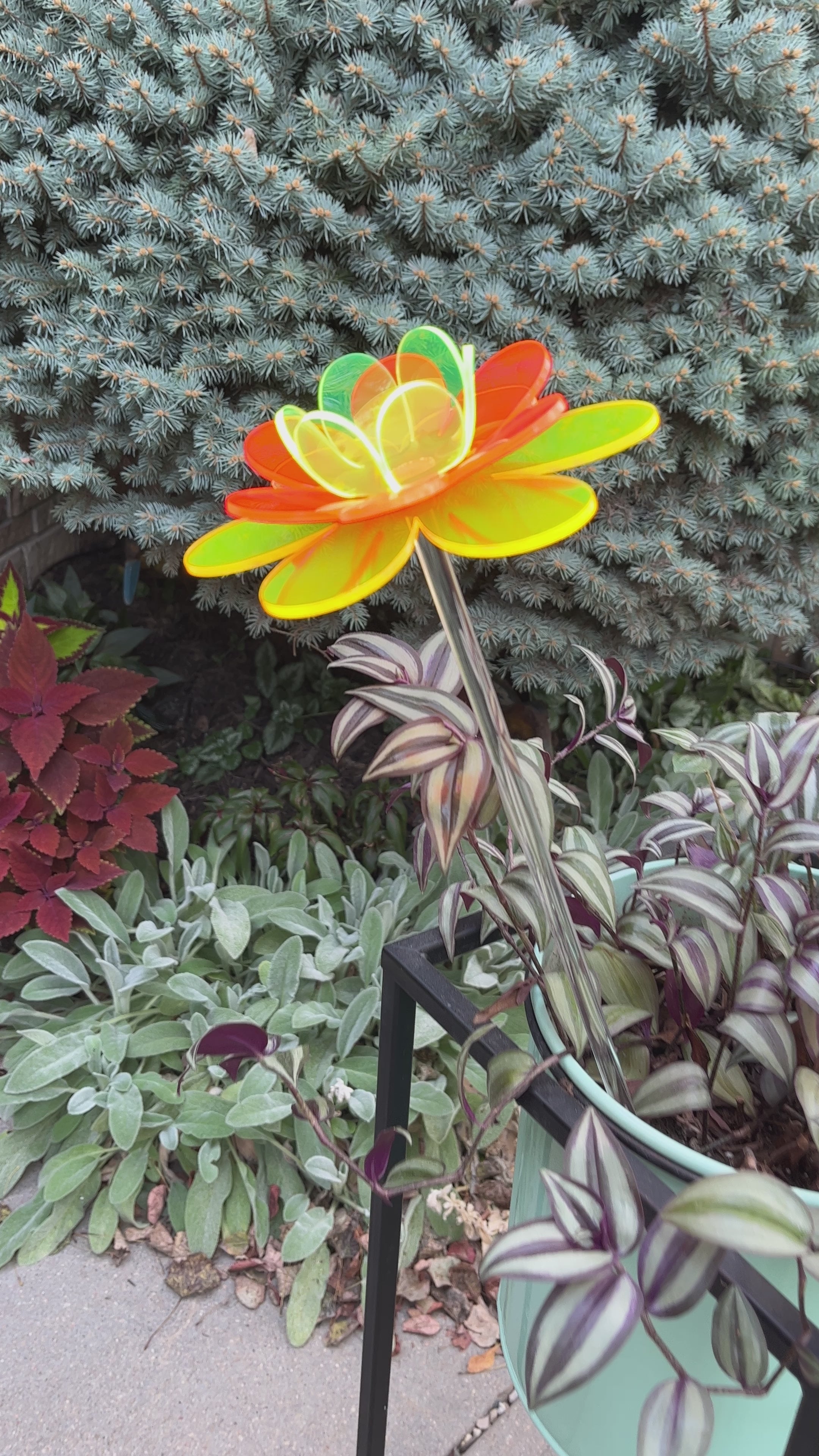 Wanda Lotus – The Colored Petal