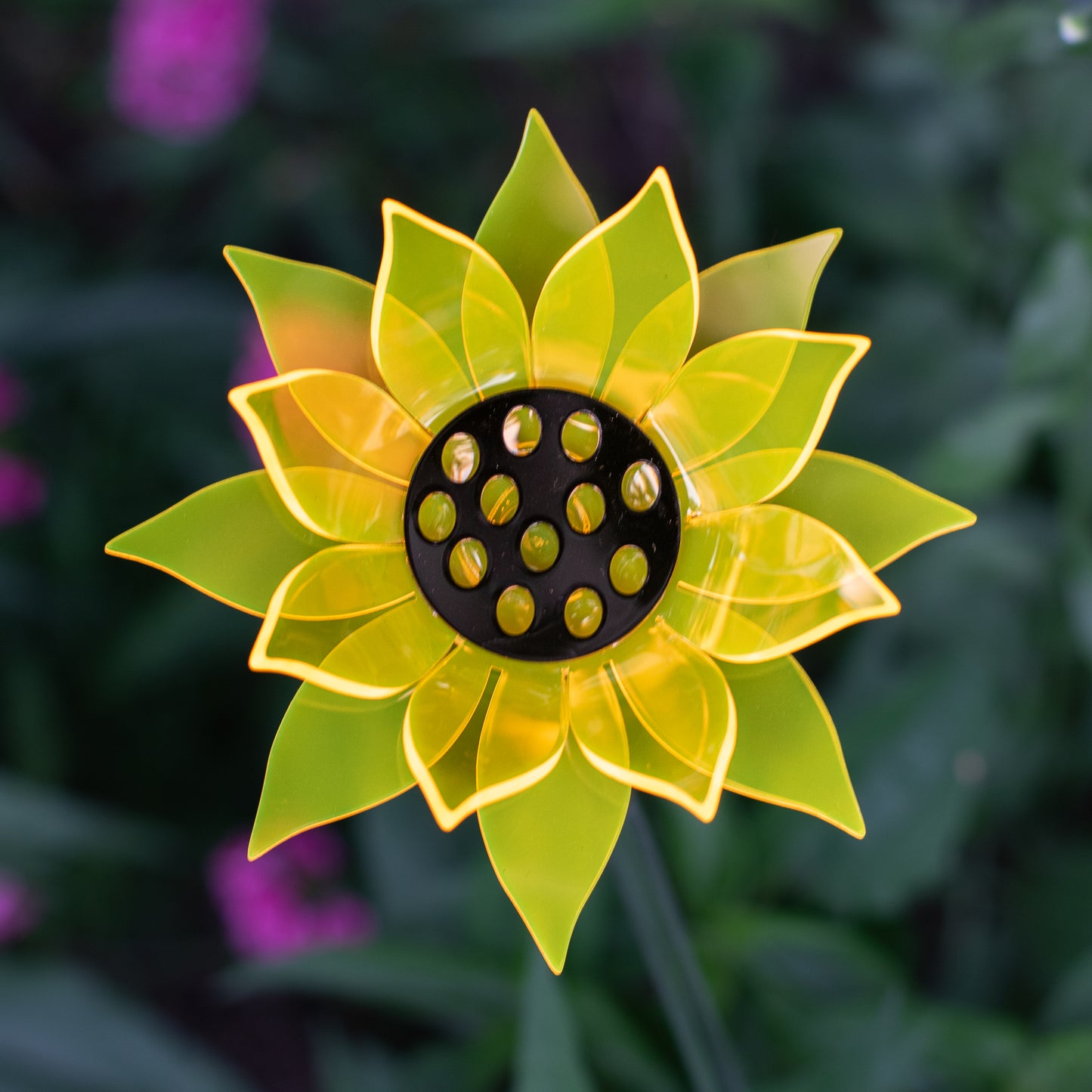 Yellow Sunflower