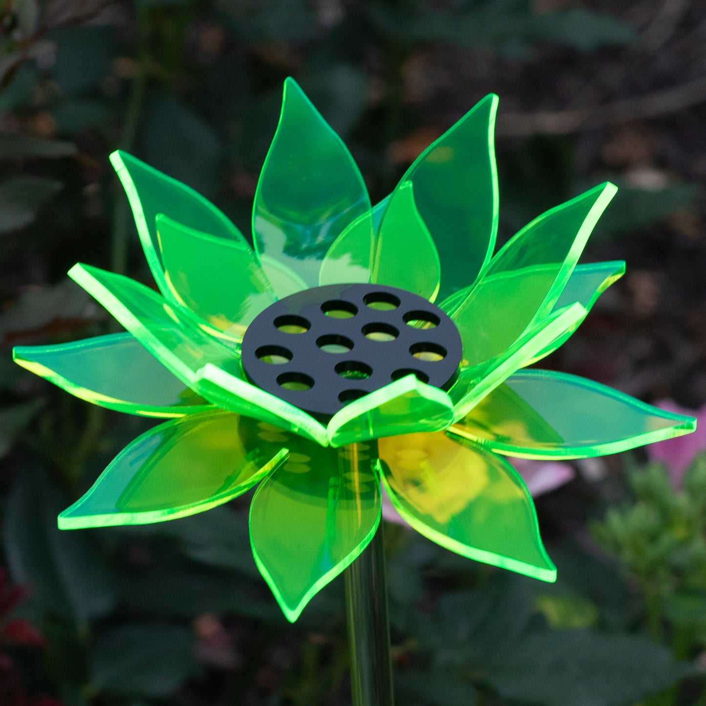 Green Sunflower