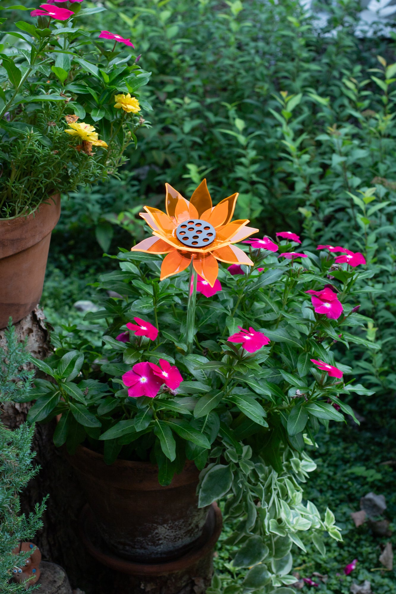 Orange Sunflower