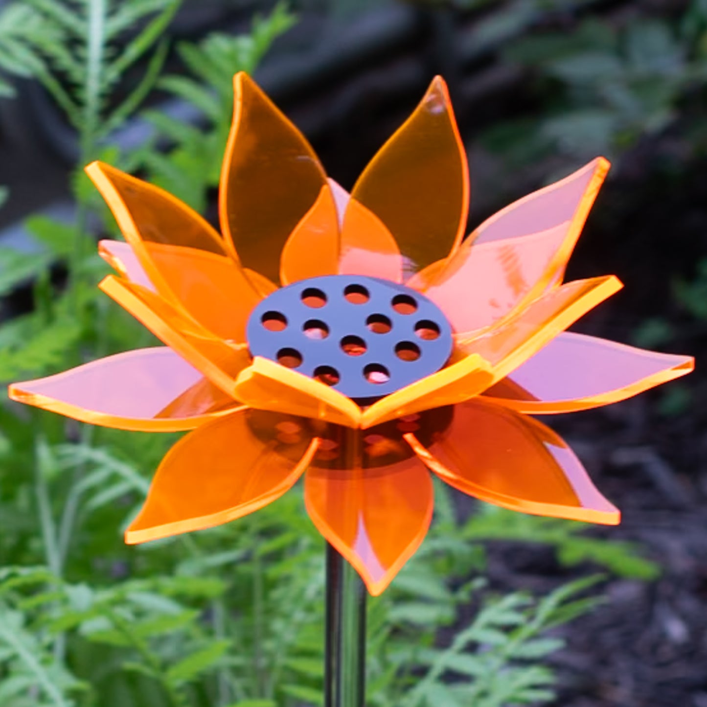 Orange Sunflower