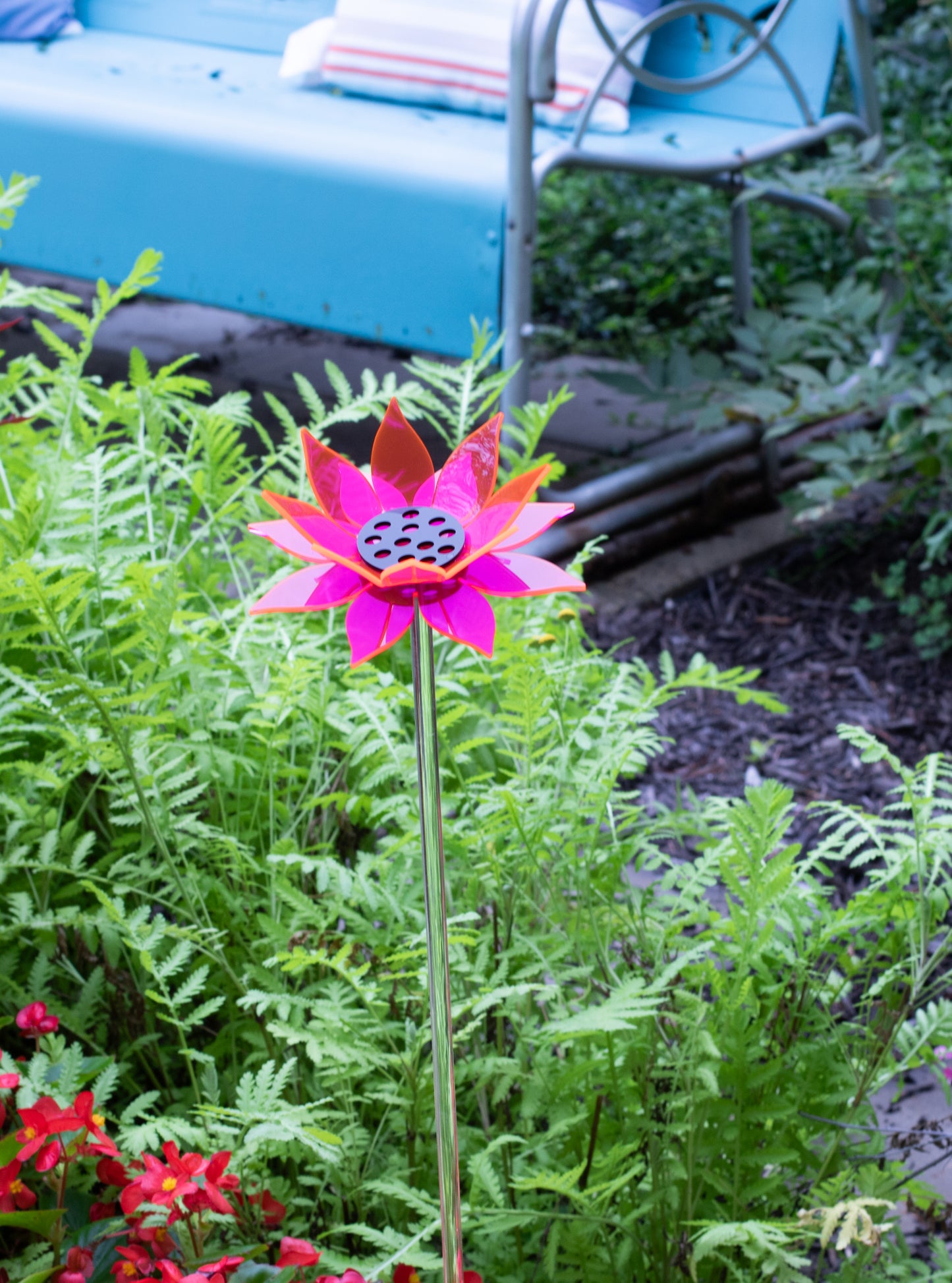 Pink Sunflower