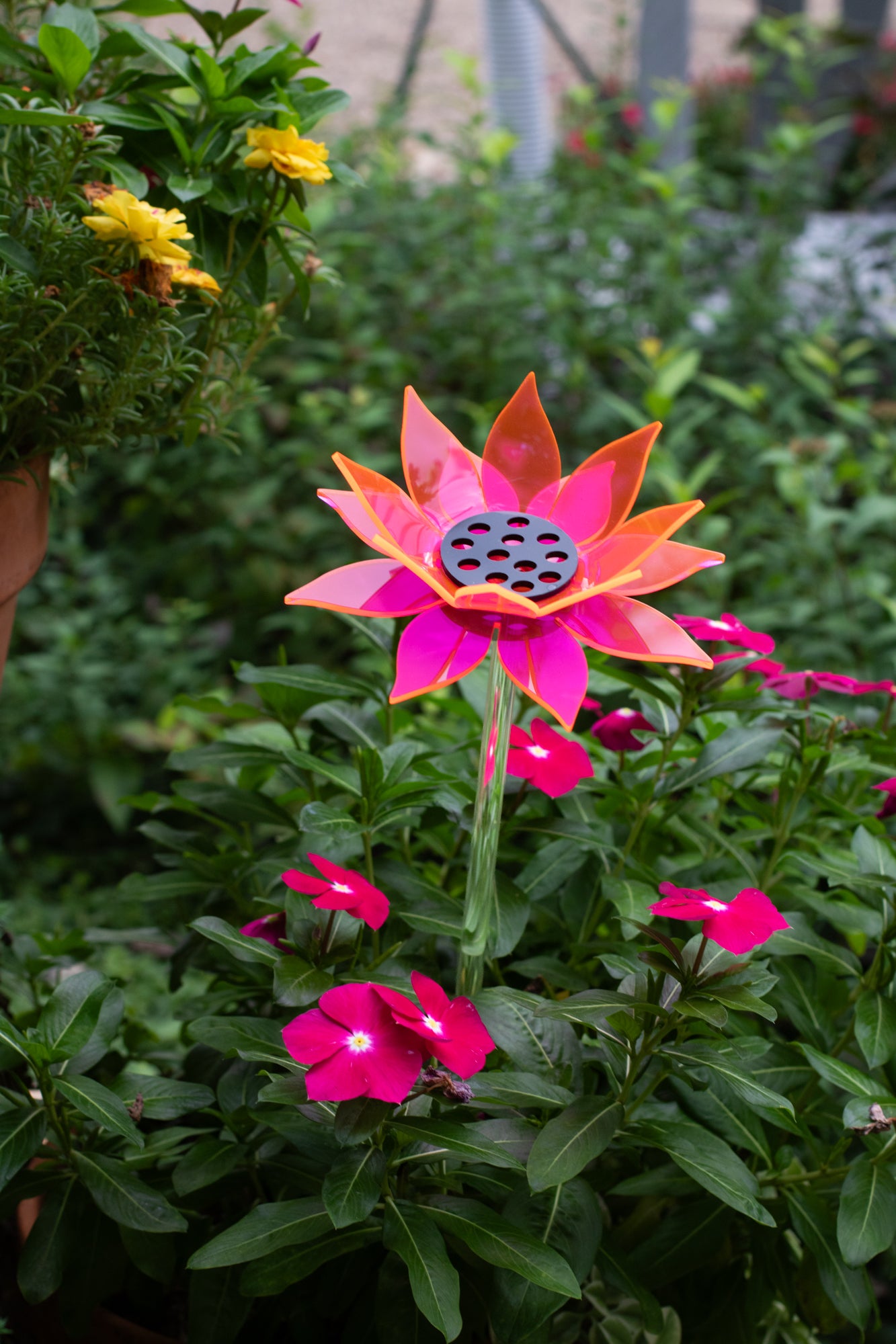 Pink Sunflower