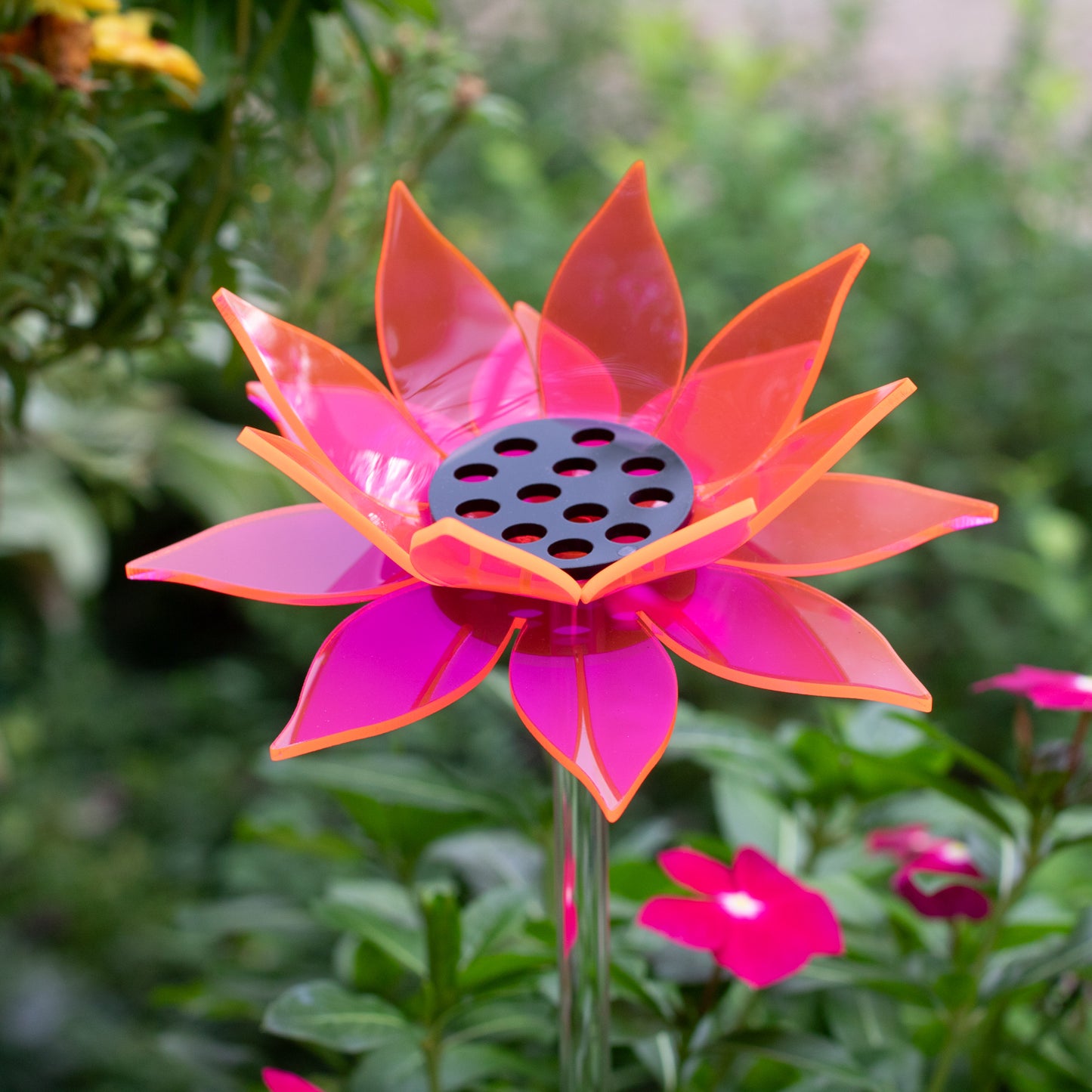 Pink Sunflower