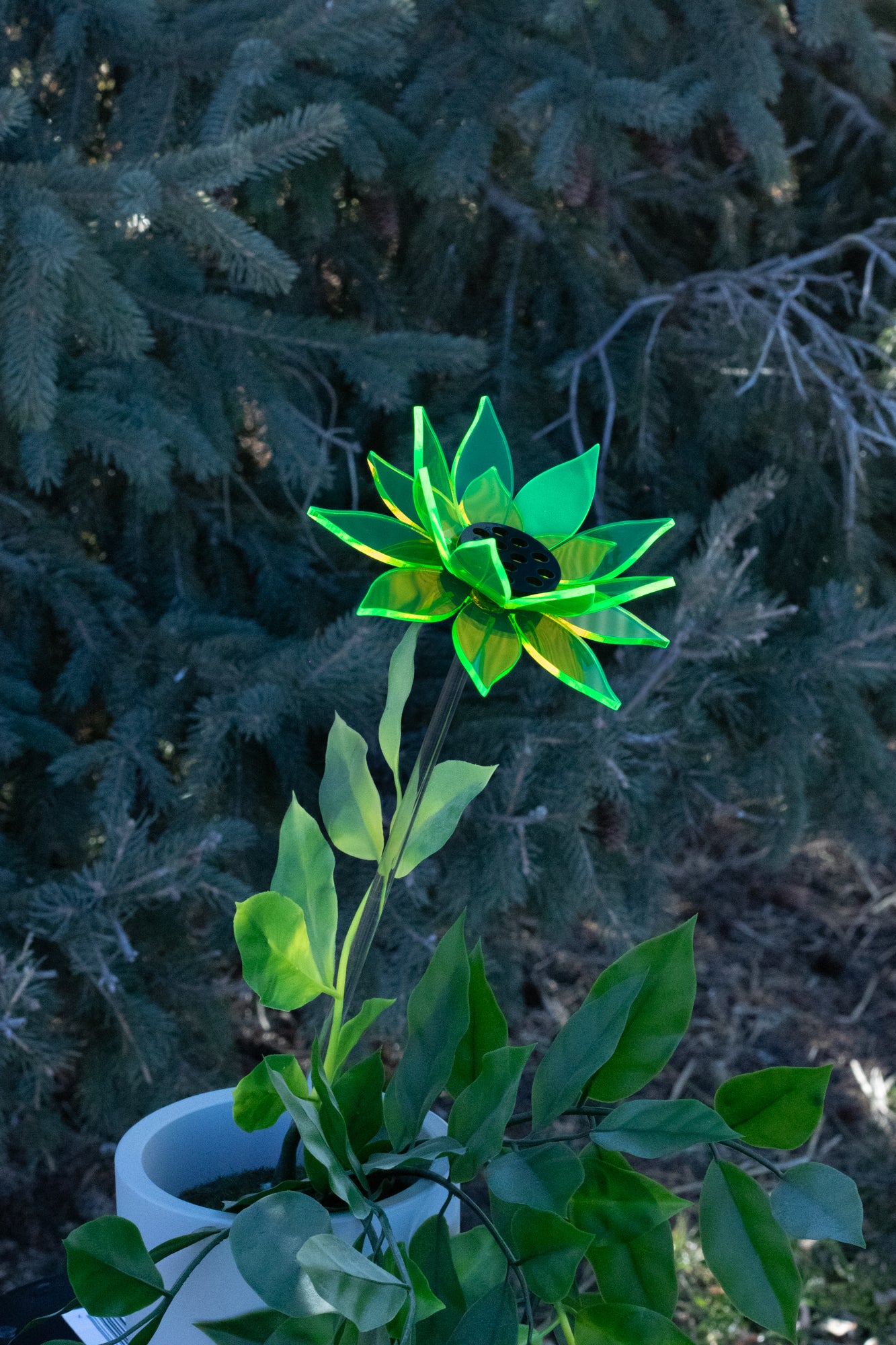 Green Sunflower