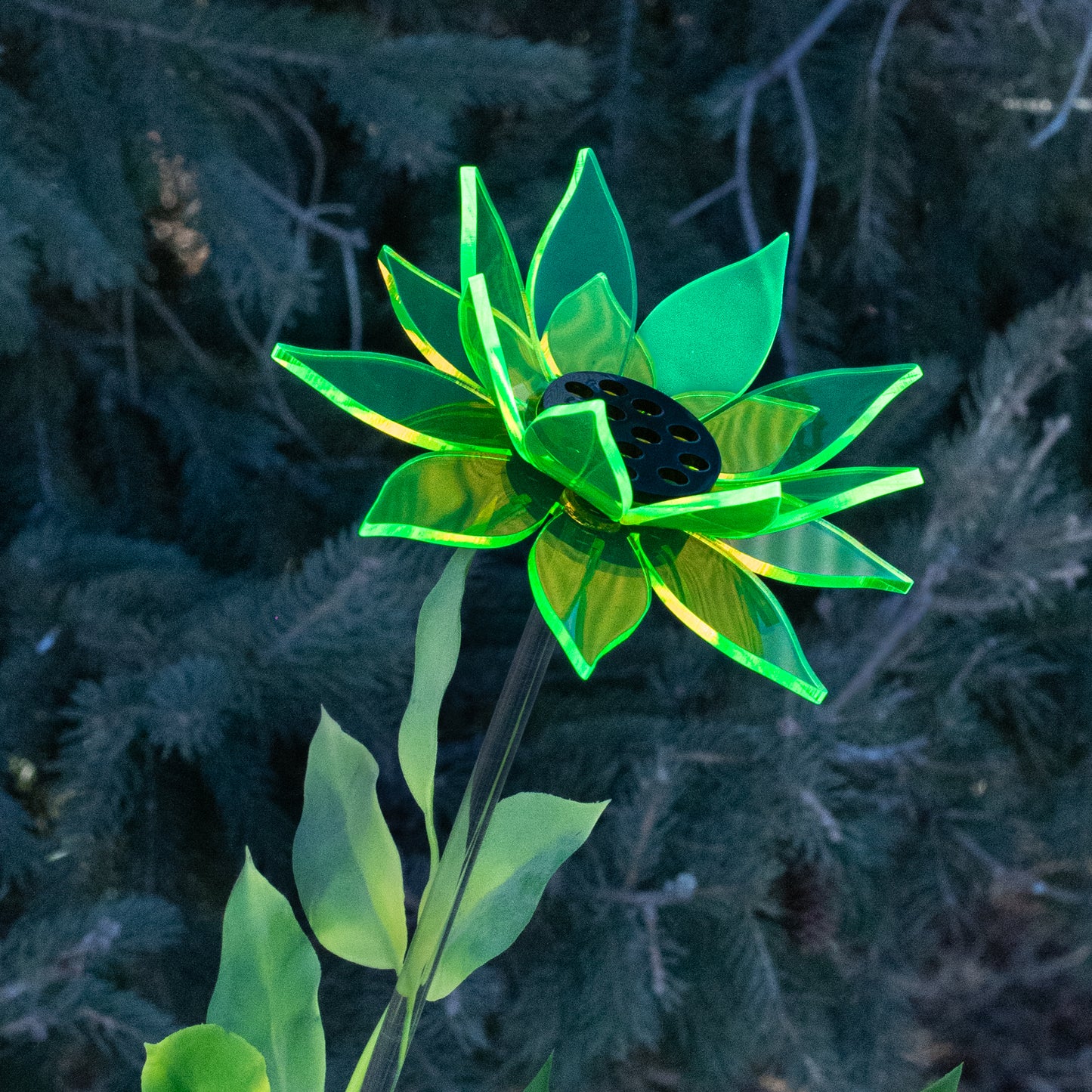 Green Sunflower