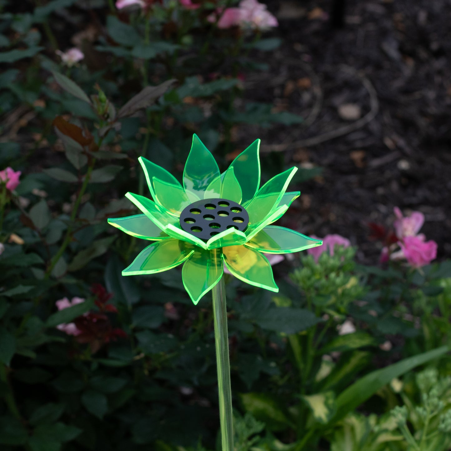 Green Sunflower