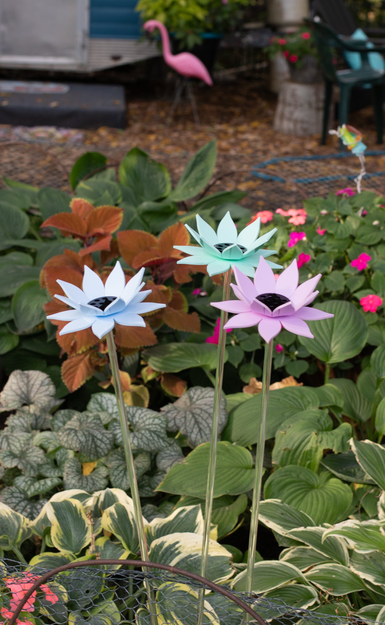 Pastel Blue Sunflower