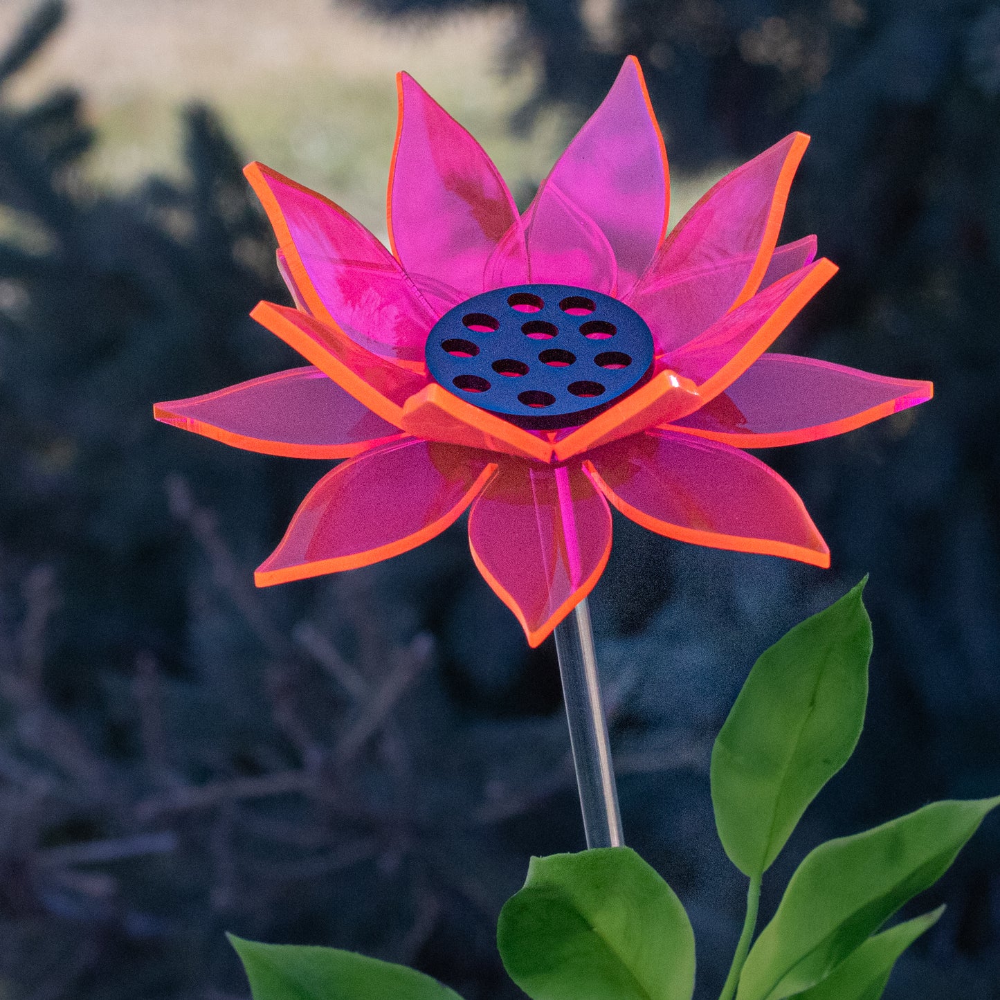 Pink Sunflower