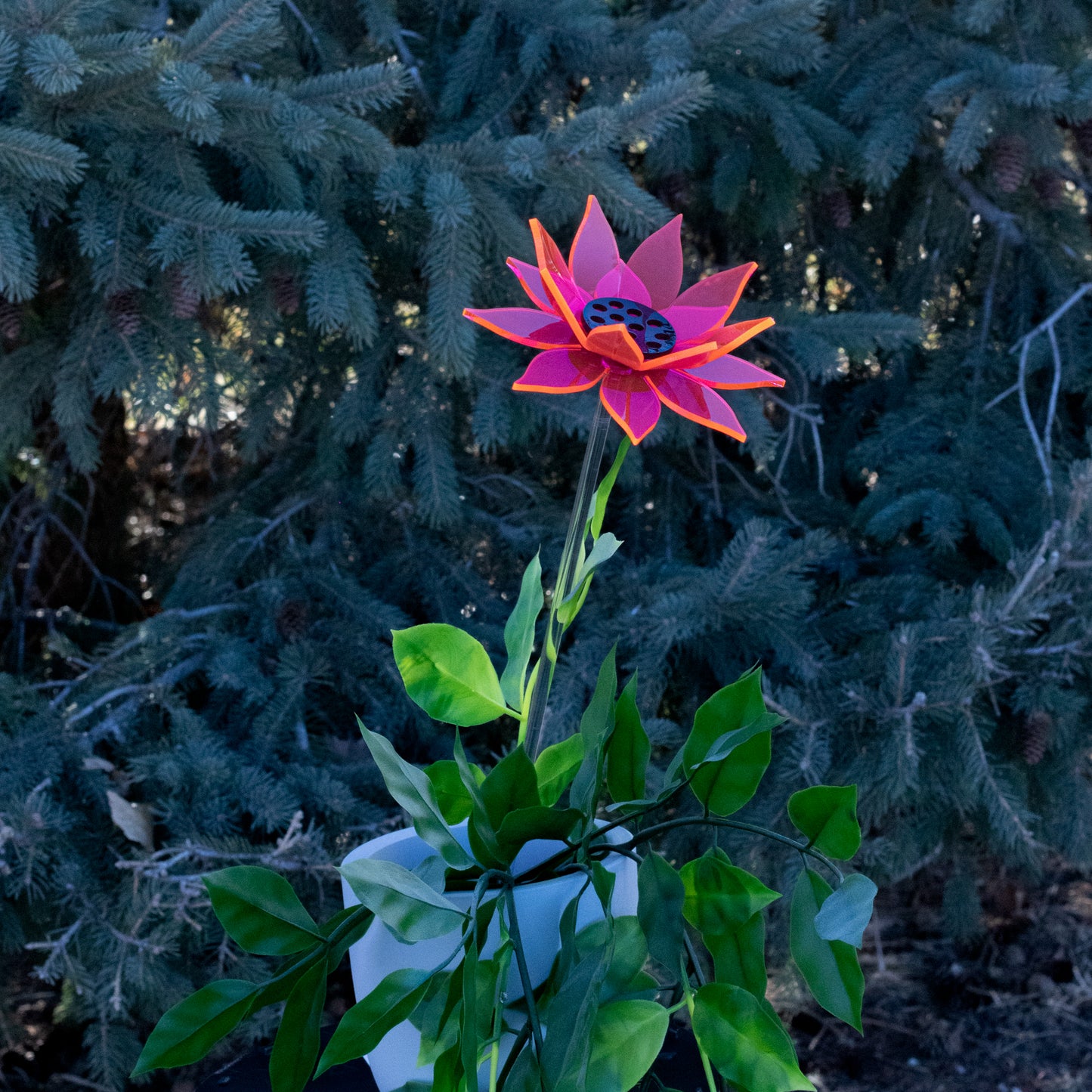 Pink Sunflower