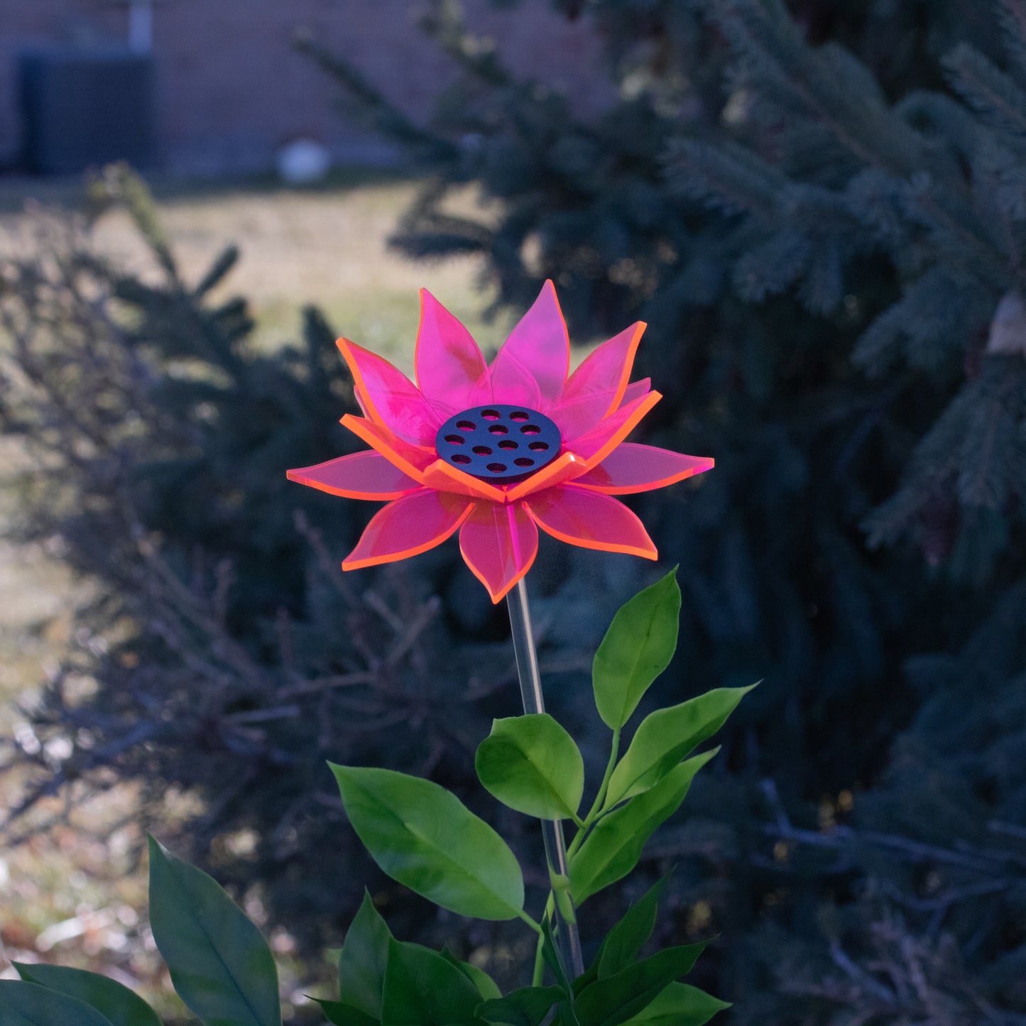 Pink Sunflower