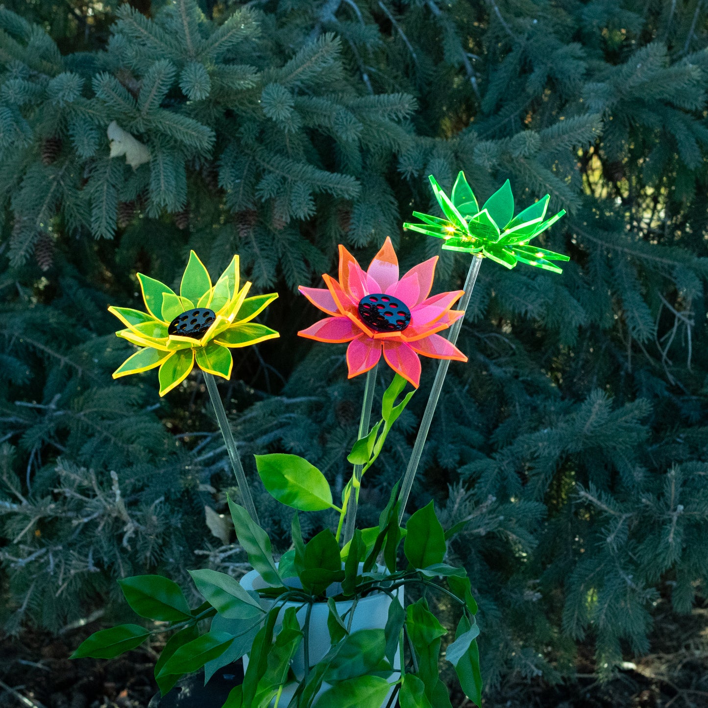 Green Sunflower